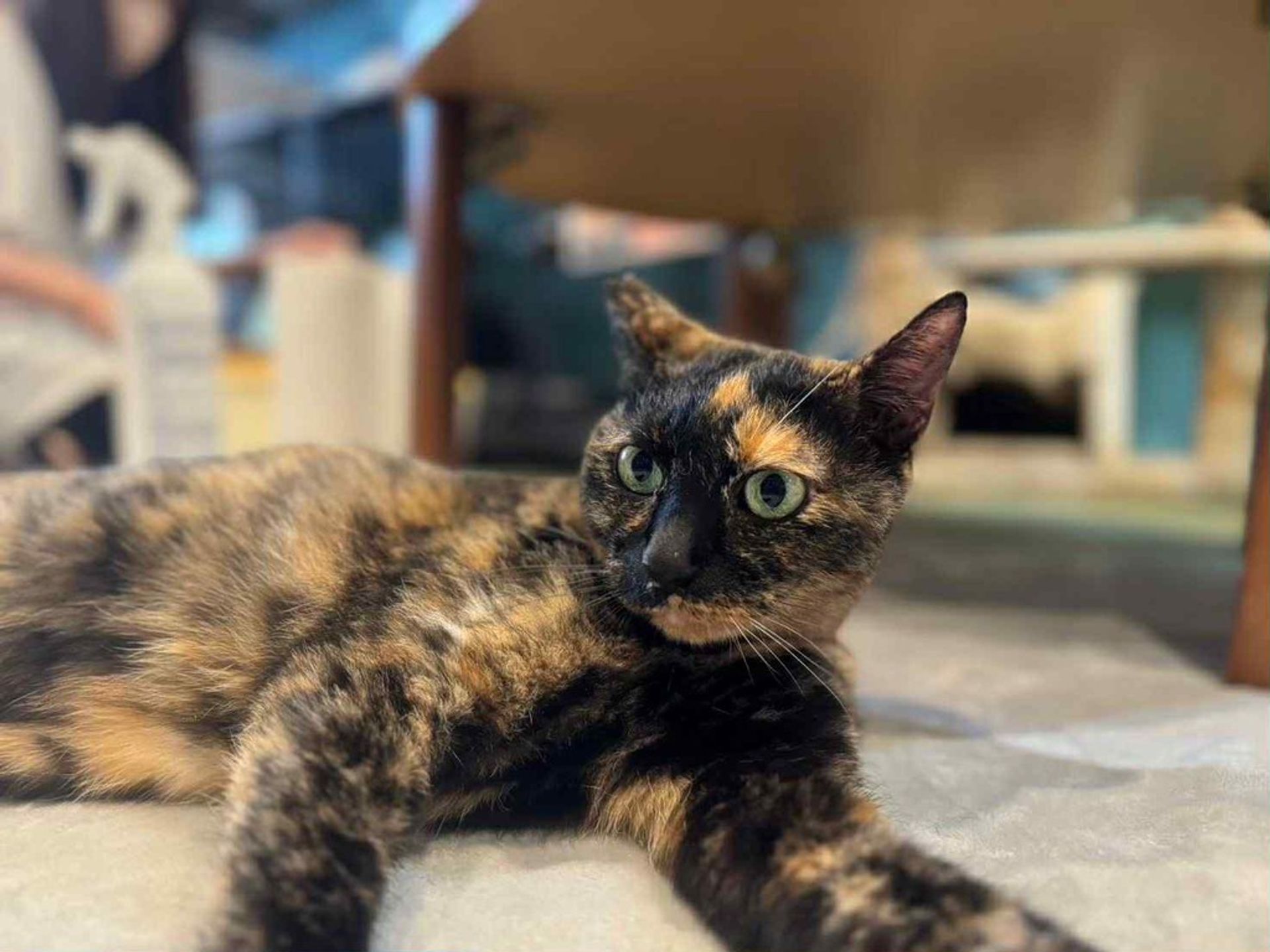 雑種（ミックス猫）・メスの里親募集の写真