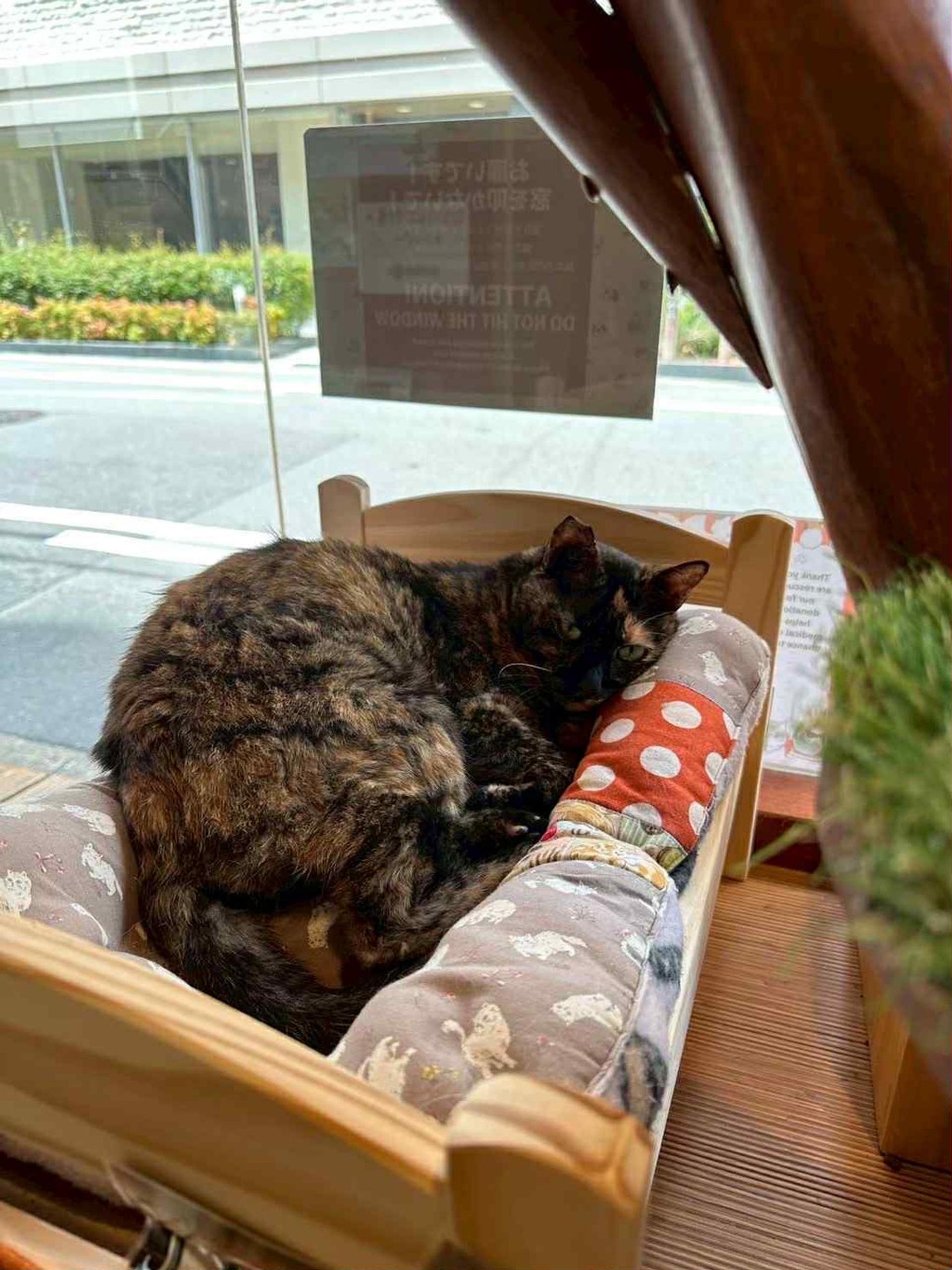 pet-image-4