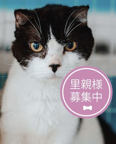 ようほう