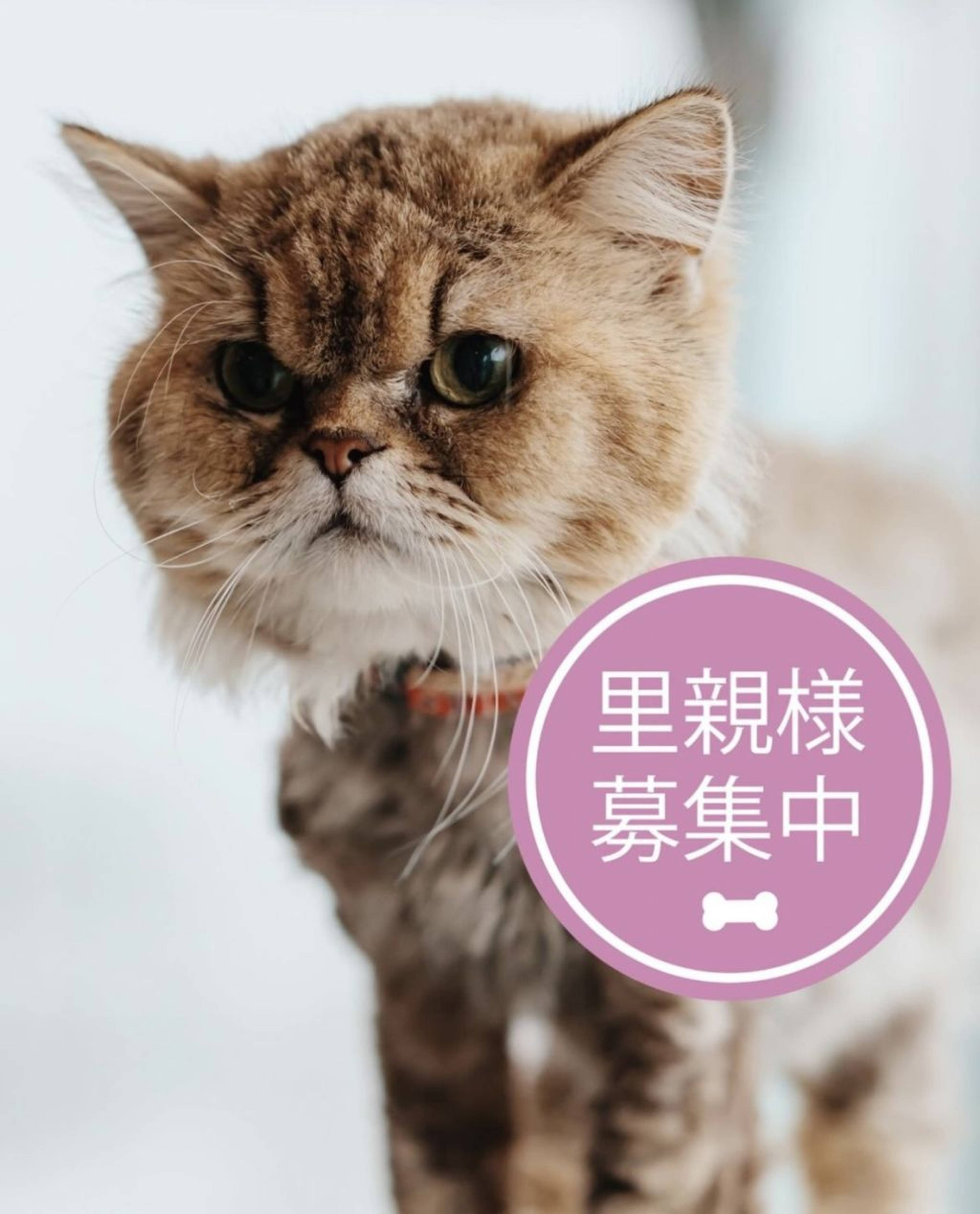 スコティッシュフォールド・メスの里親募集の写真