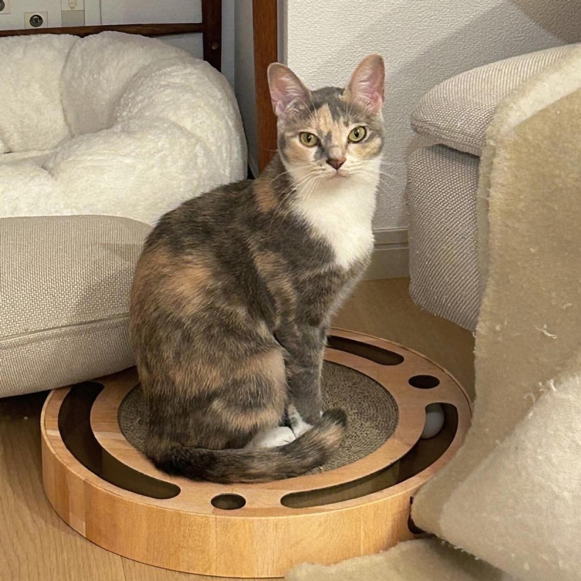 pet-image-8
