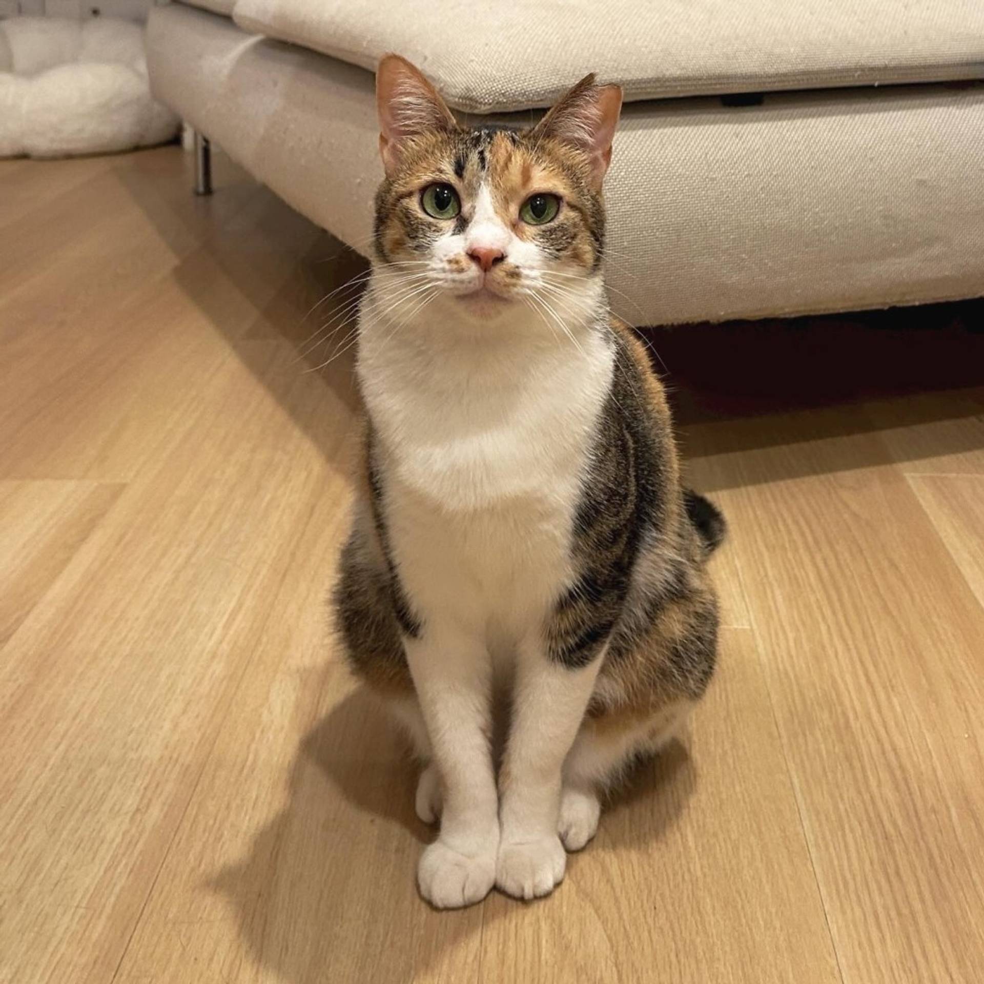 雑種（ミックス猫）・メスの里親募集の写真