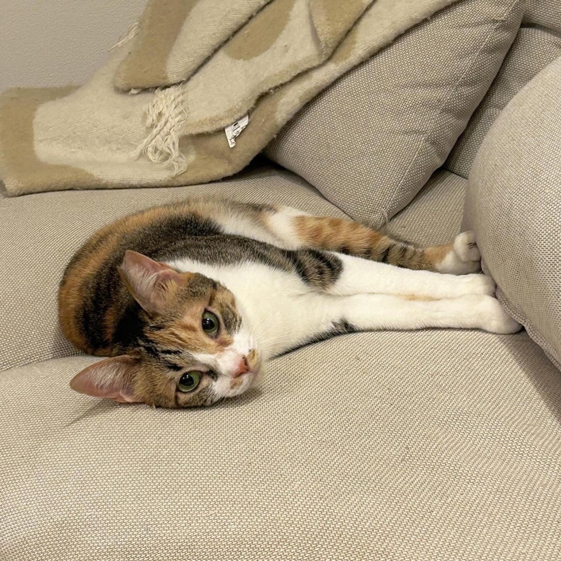 pet-image-3