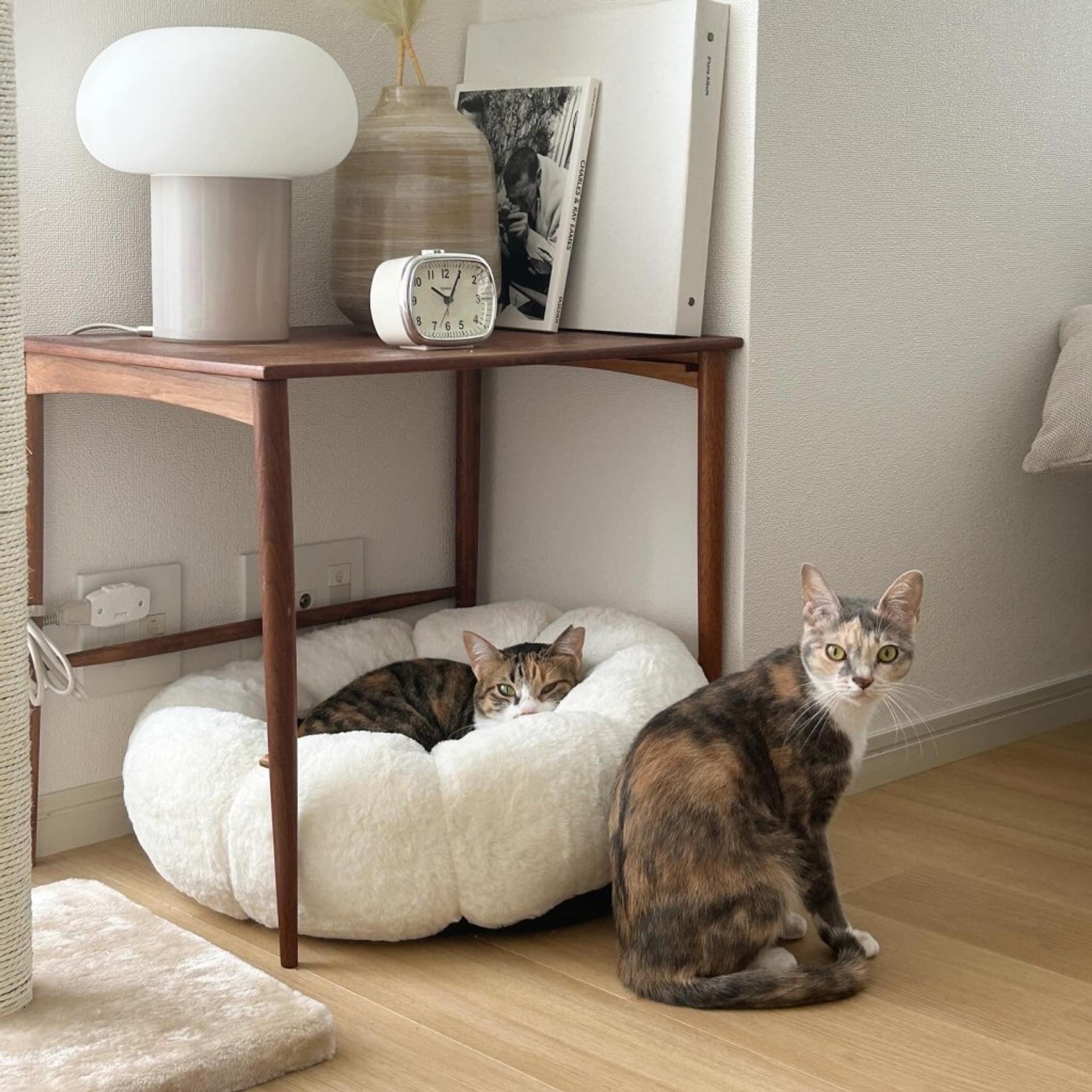pet-image-7