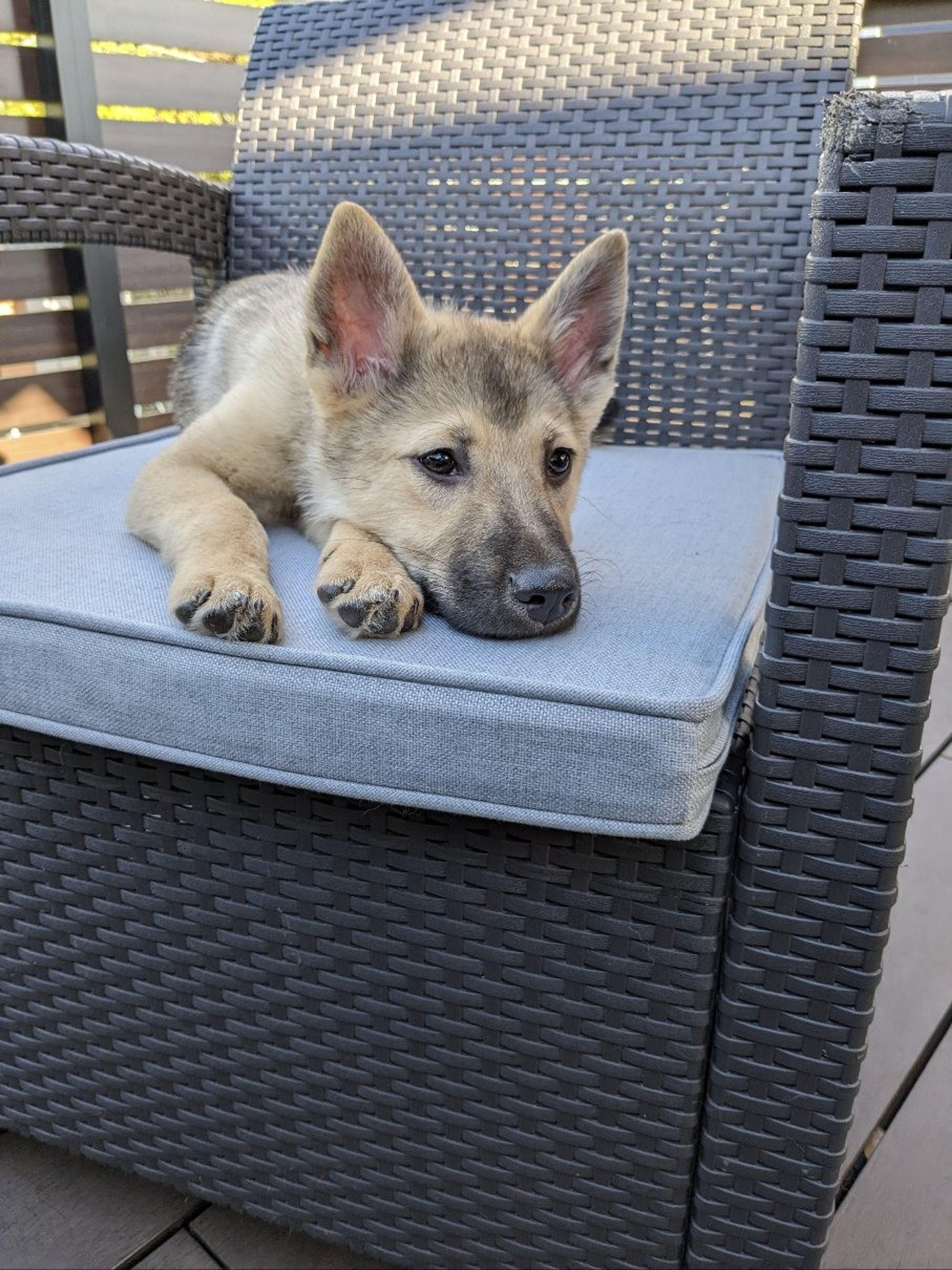 pet-image-4