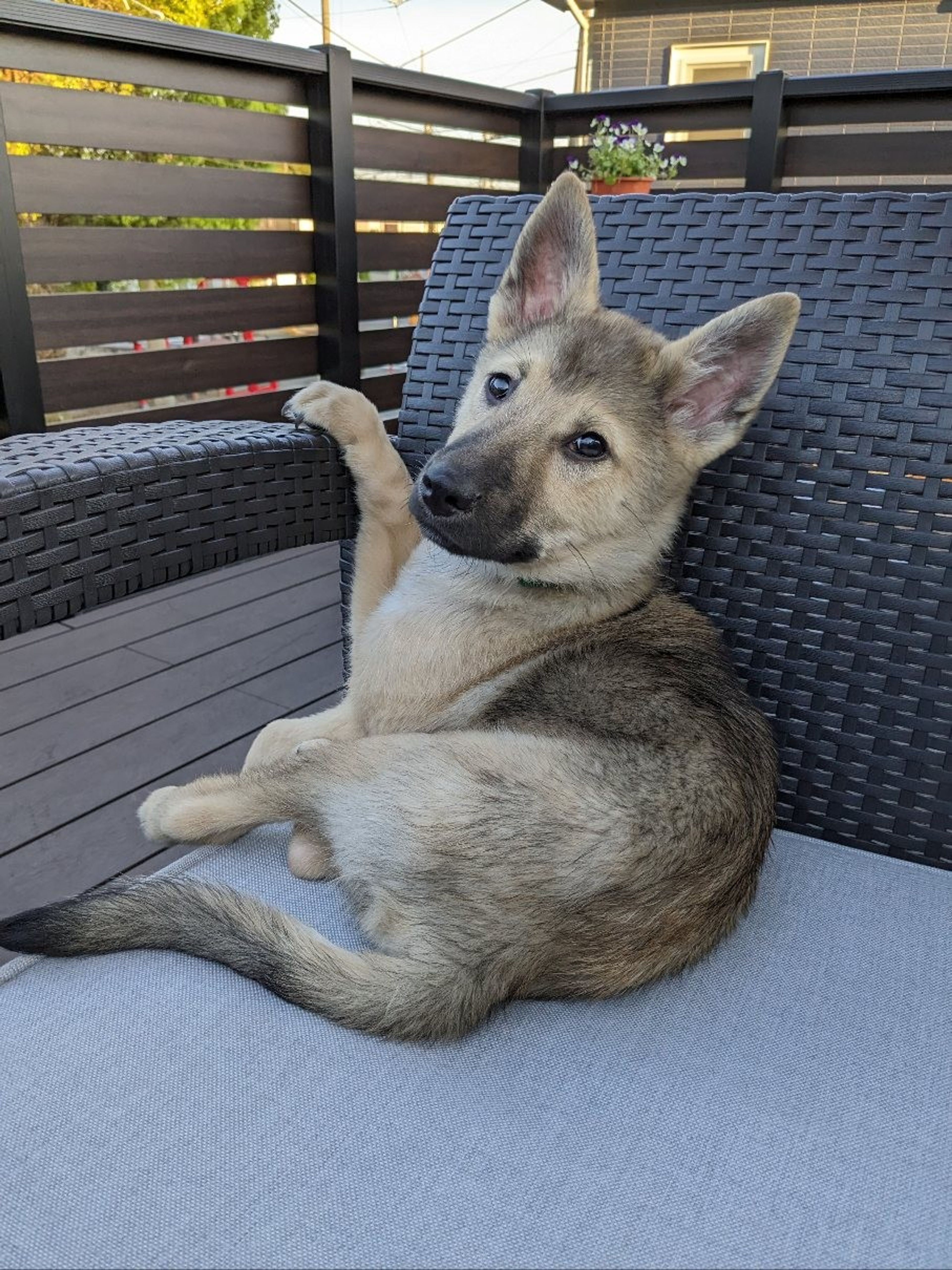 pet-image-5