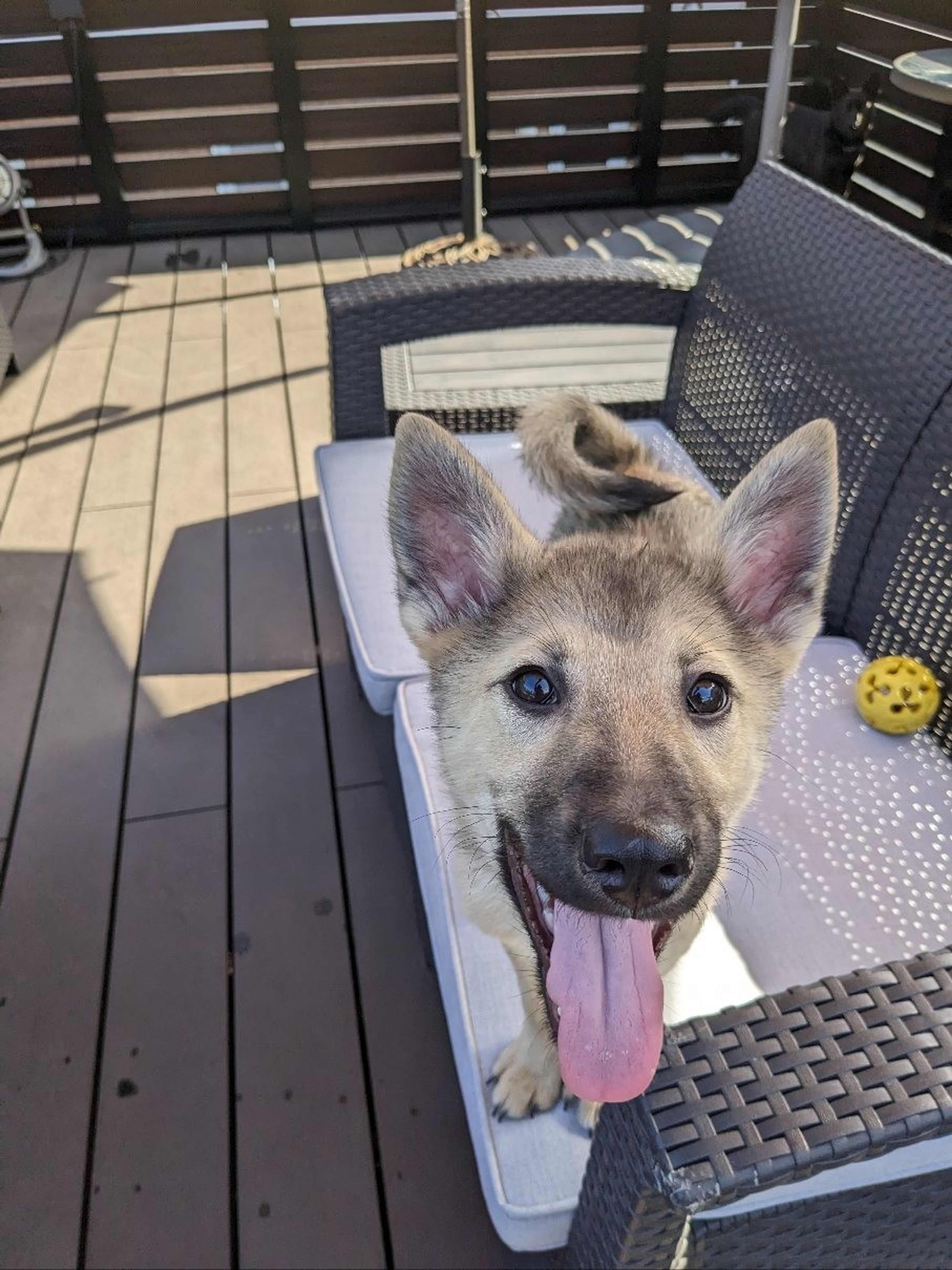 雑種（ミックス犬）・オスの里親募集の写真
