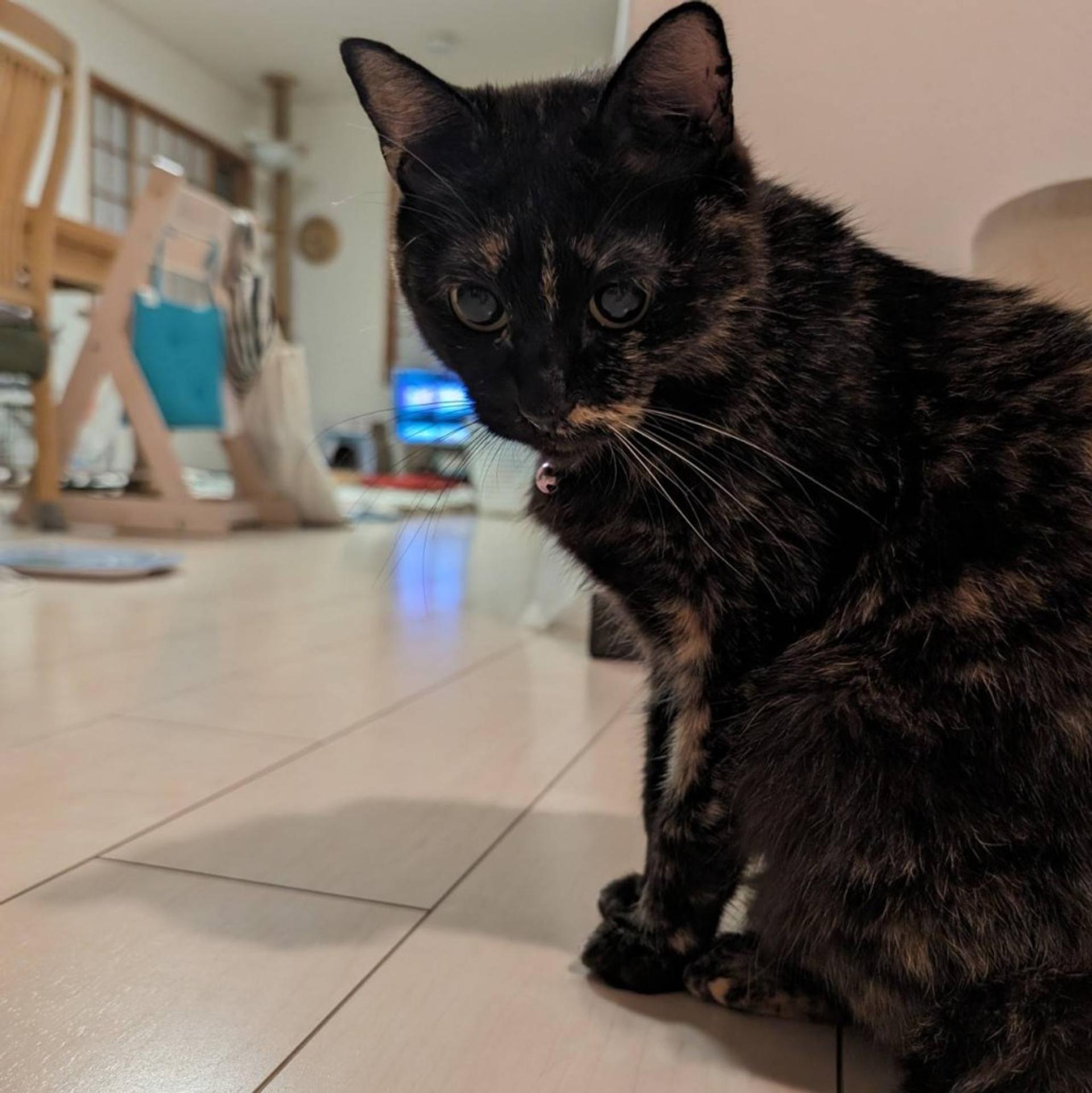 pet-image-3