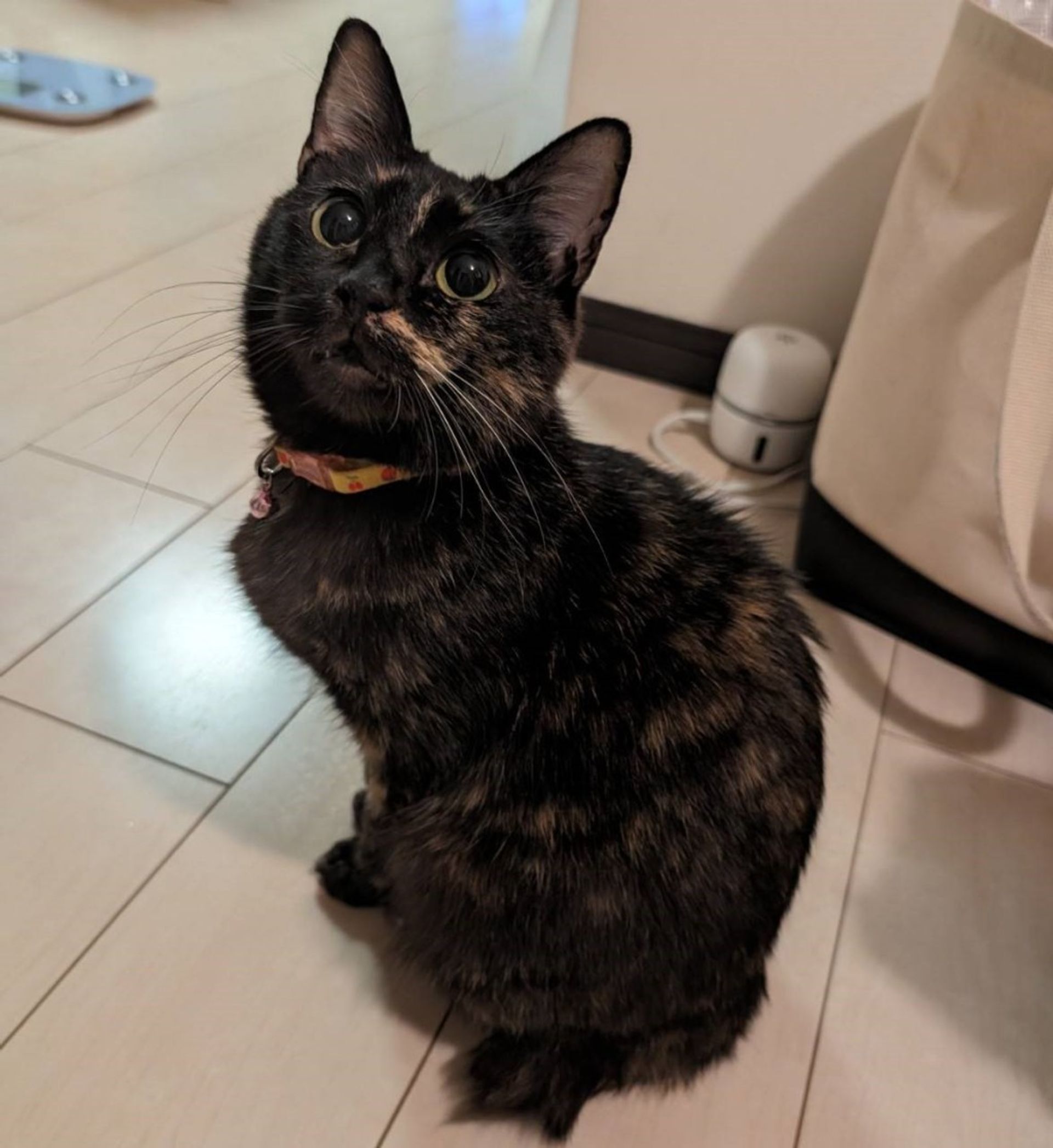 雑種（ミックス猫）・メスの里親募集の写真