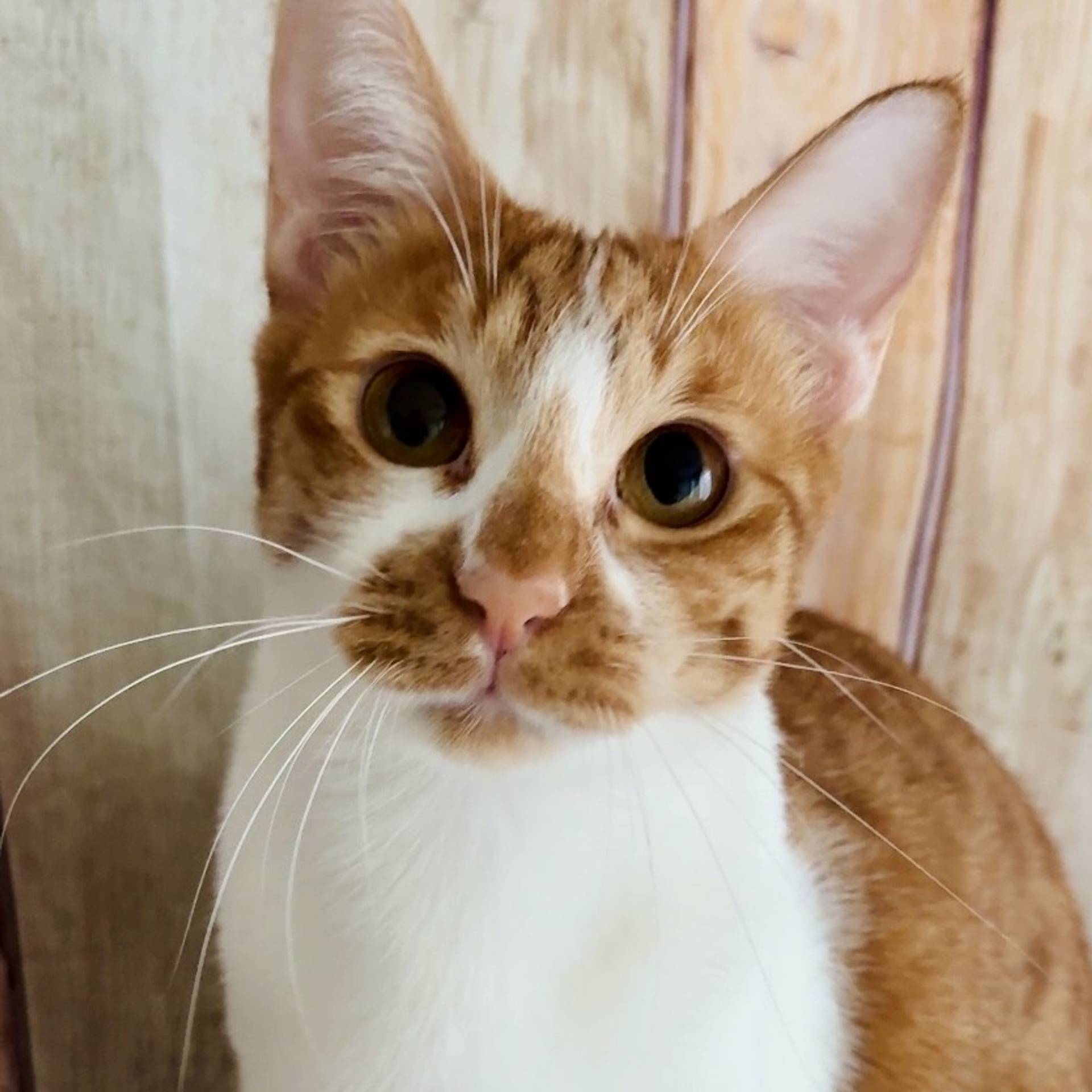 雑種（ミックス猫）・オスの里親募集の写真