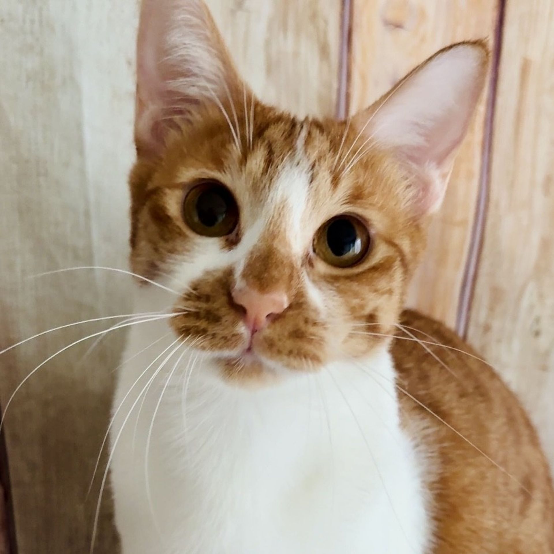 雑種（ミックス猫）・オスの里親募集の写真