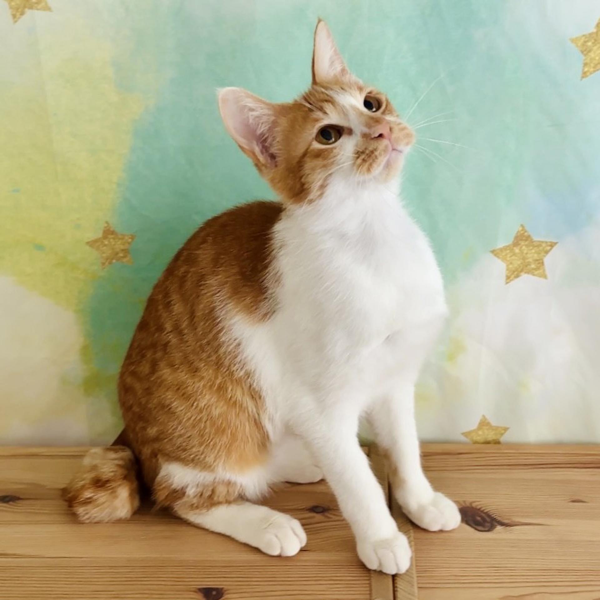 pet-image-5