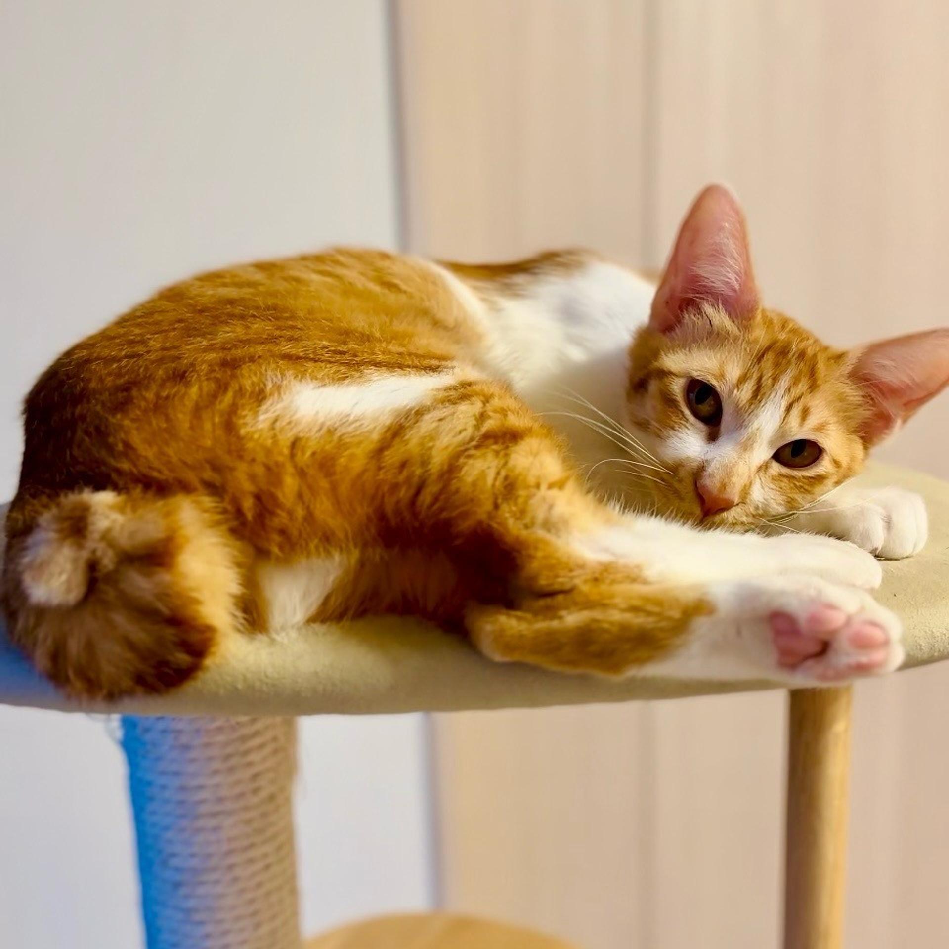 pet-image-6