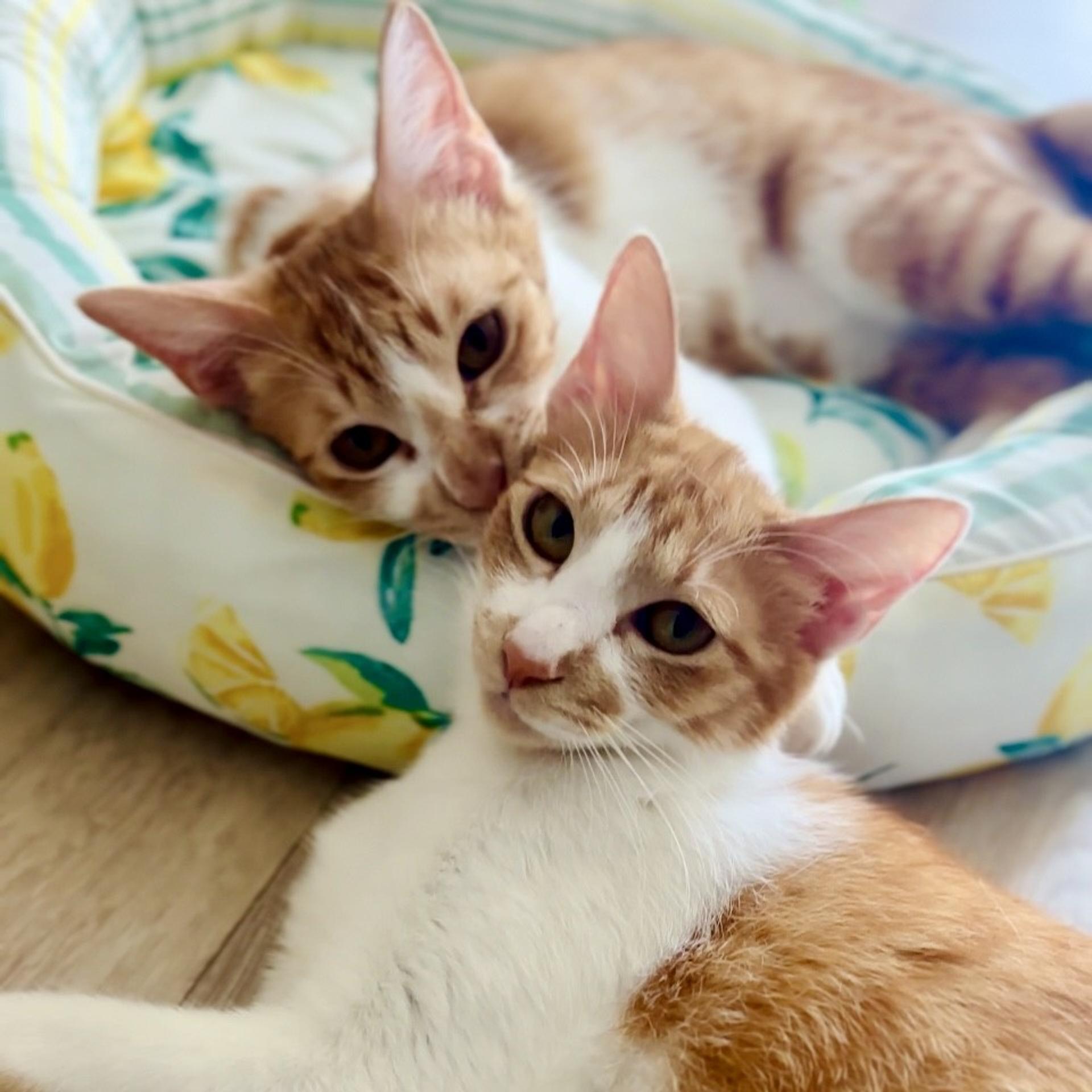 pet-image-7