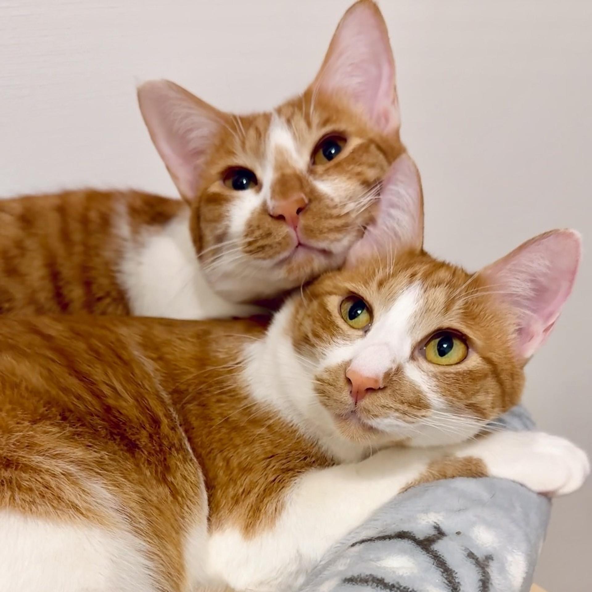 pet-image-4