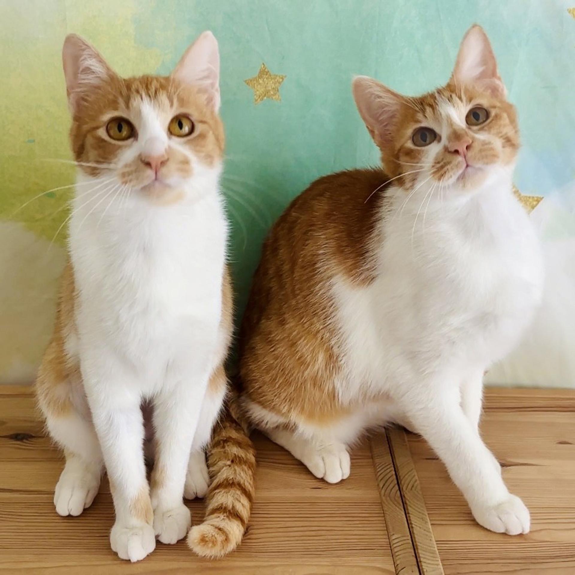 pet-image-10