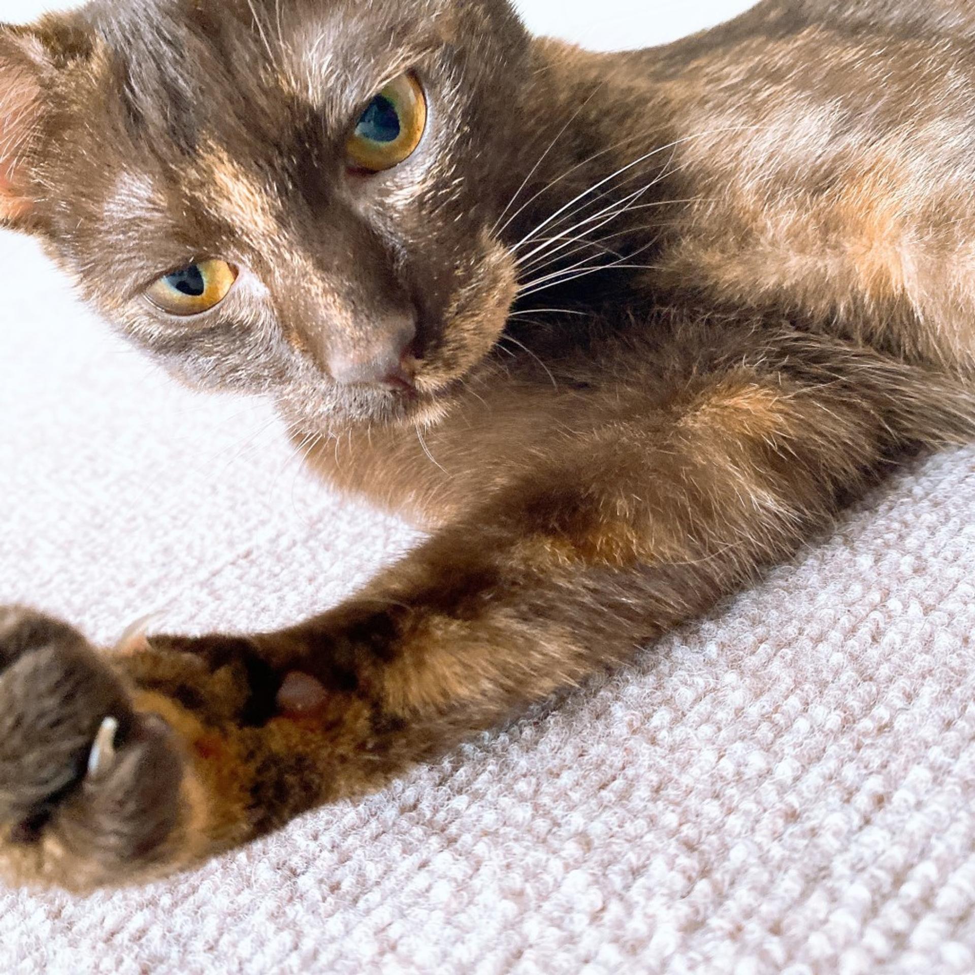 pet-image-4