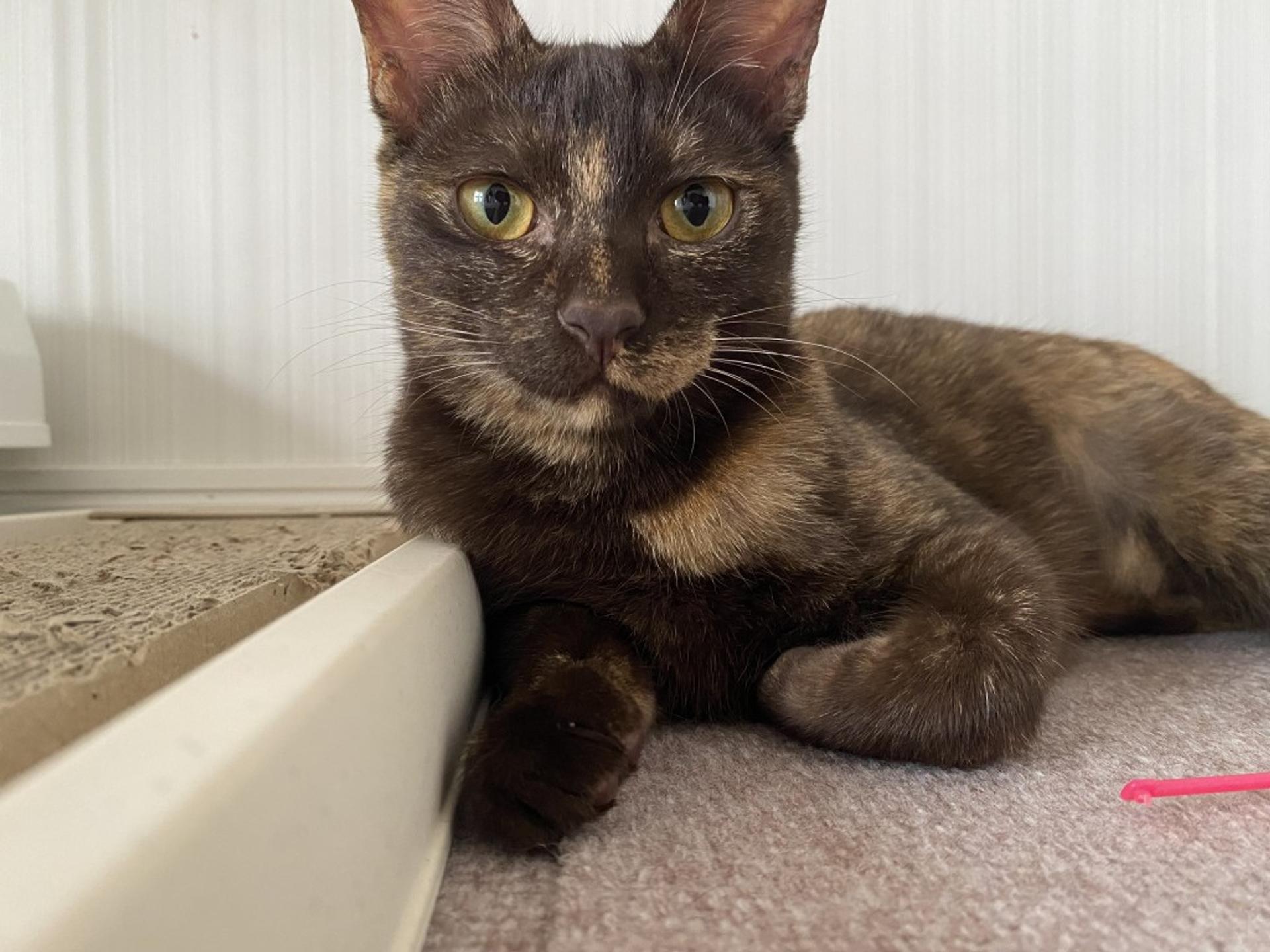 pet-image-2