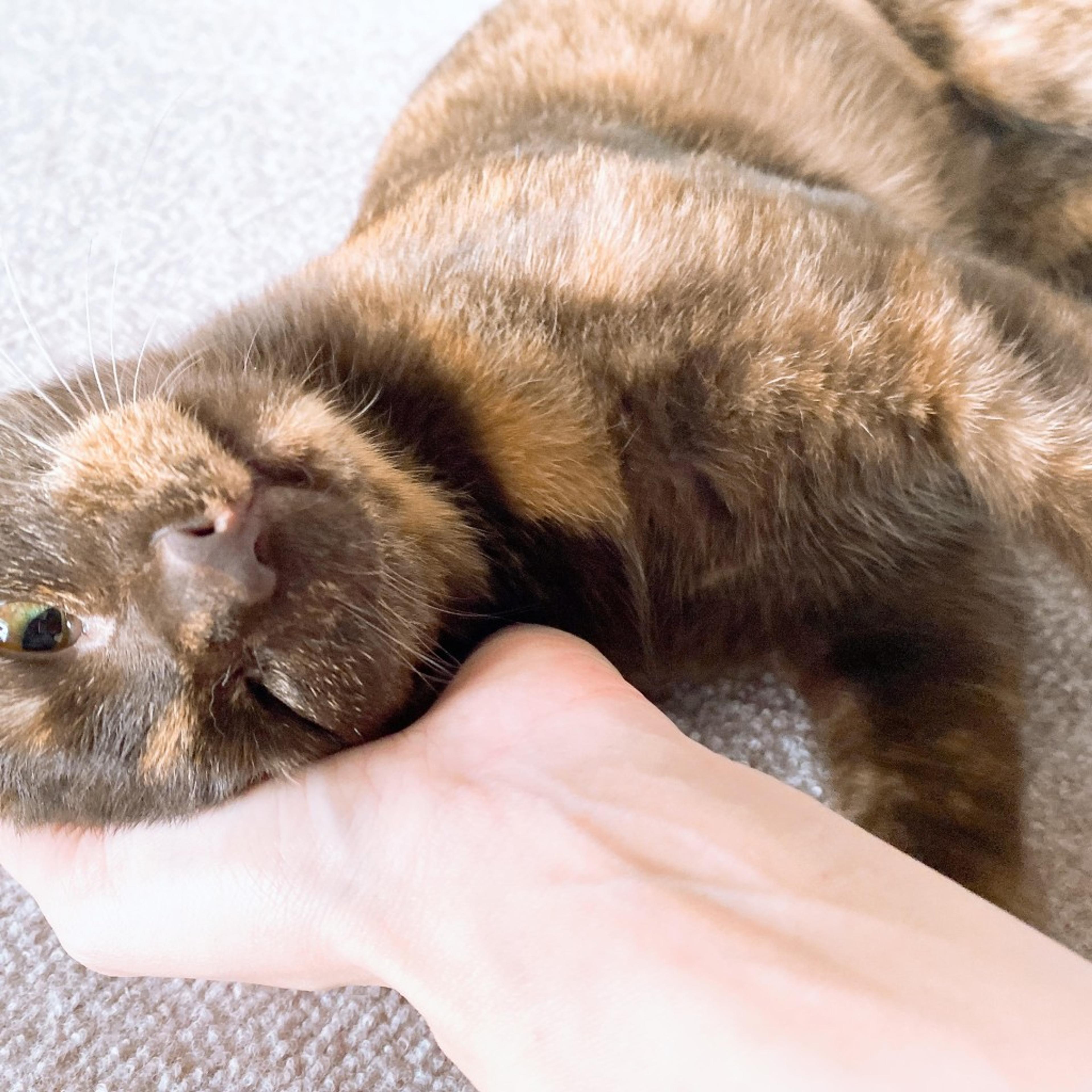 pet-image-8