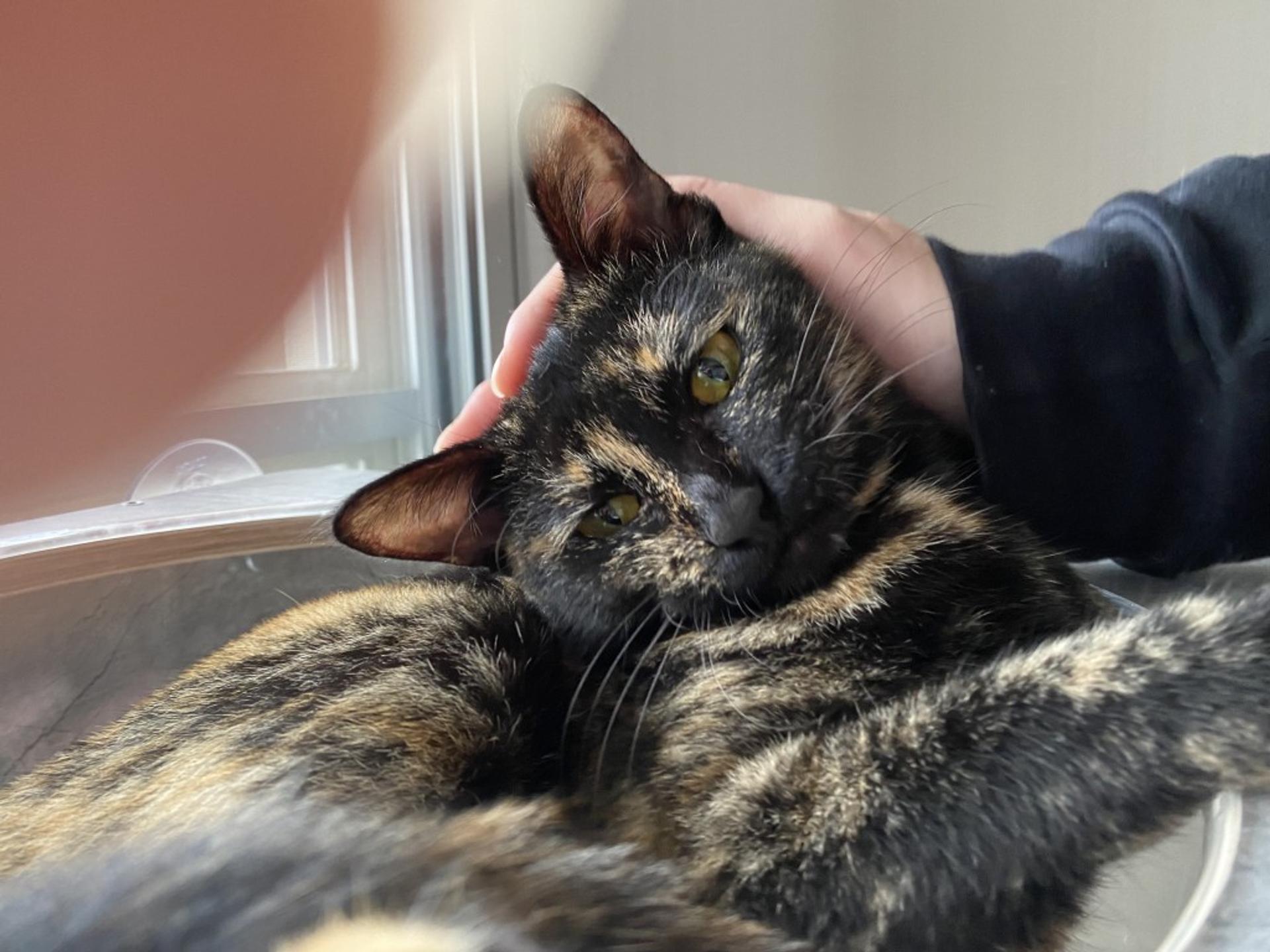 pet-image-5