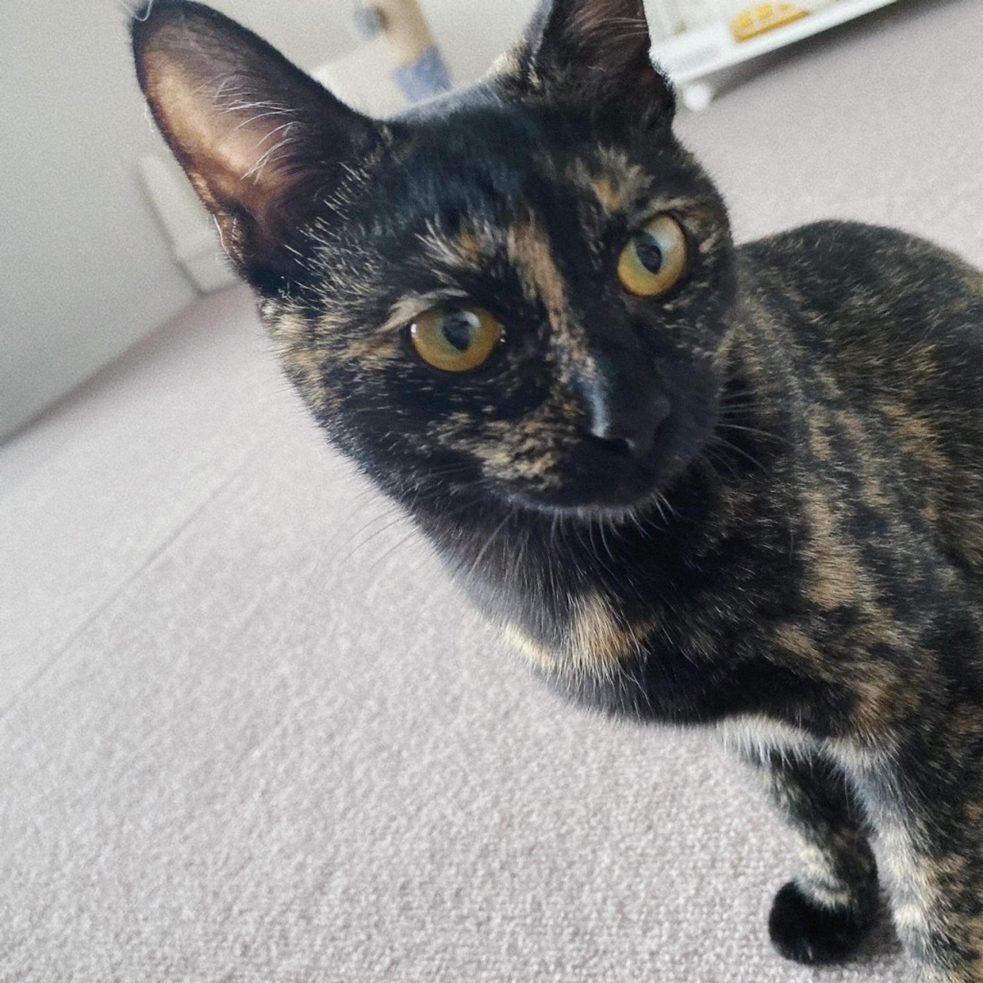 pet-image-7