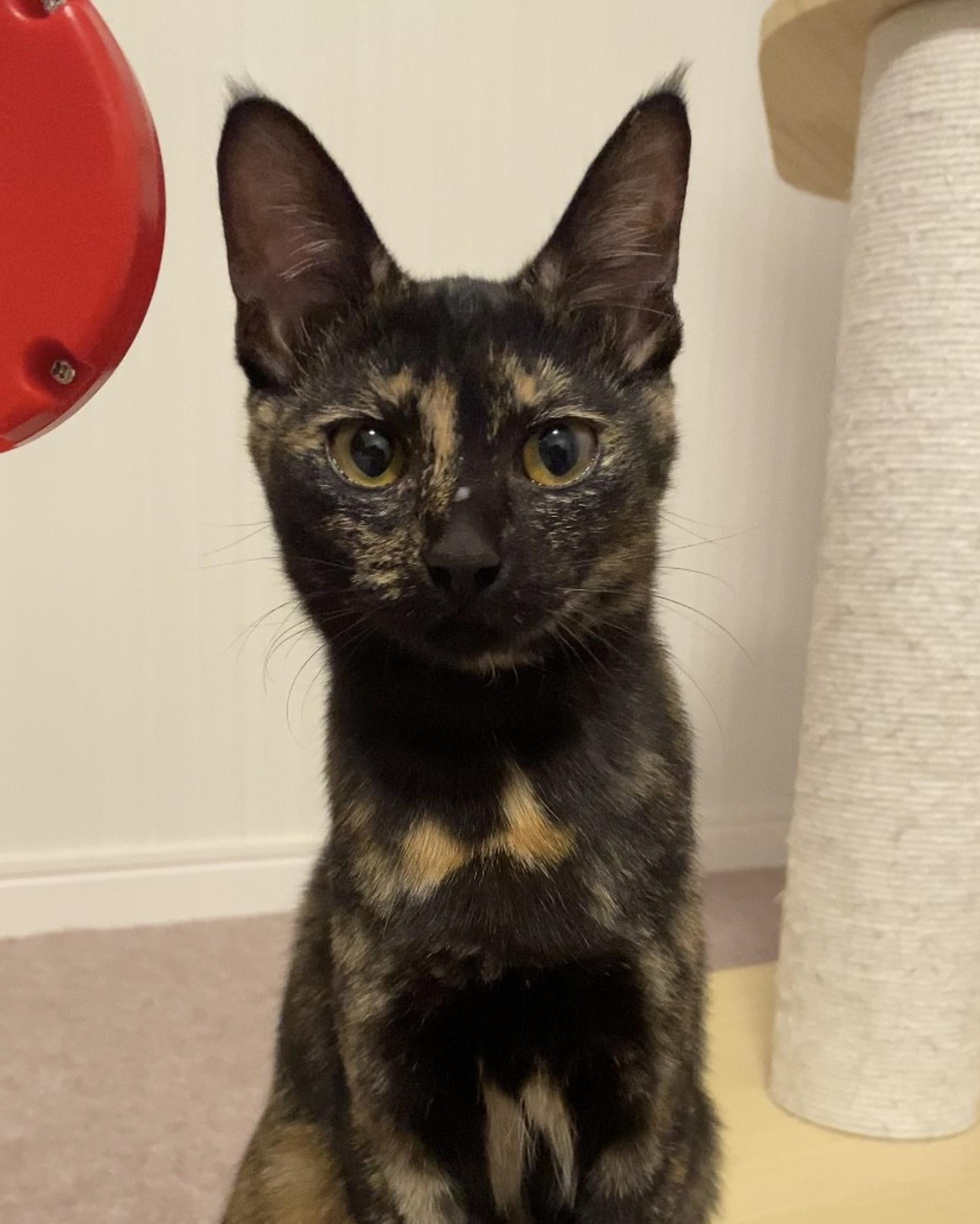 pet-image-9