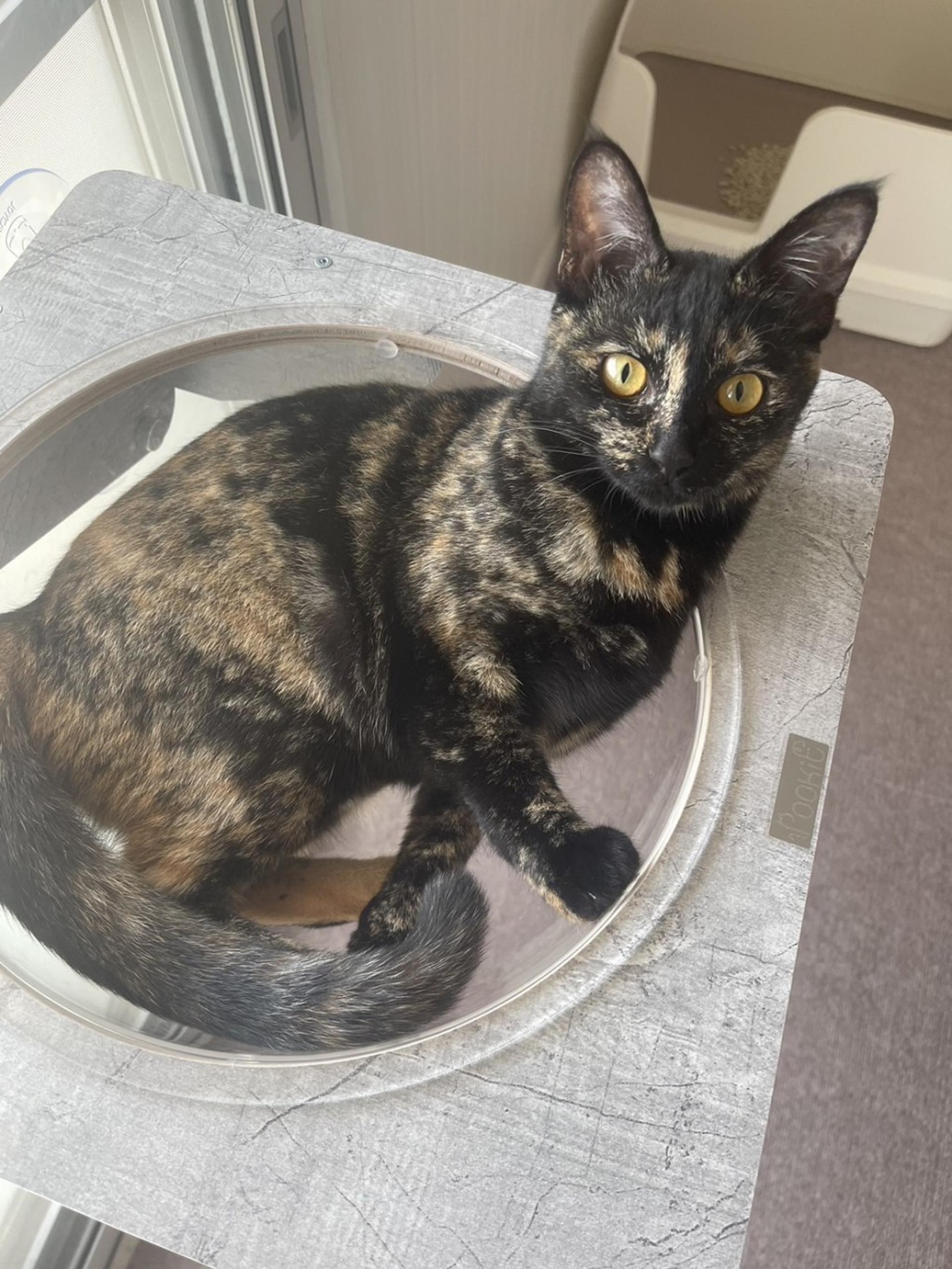 pet-image-4