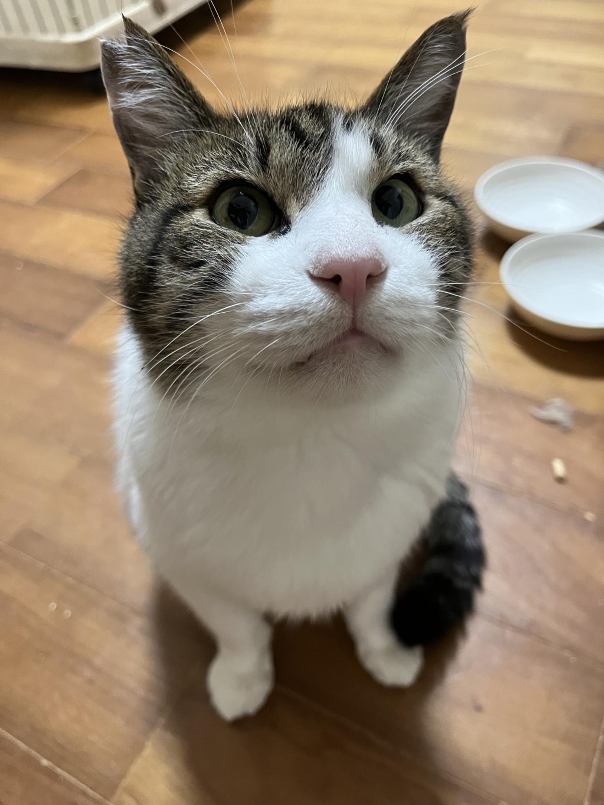 pet-image-3