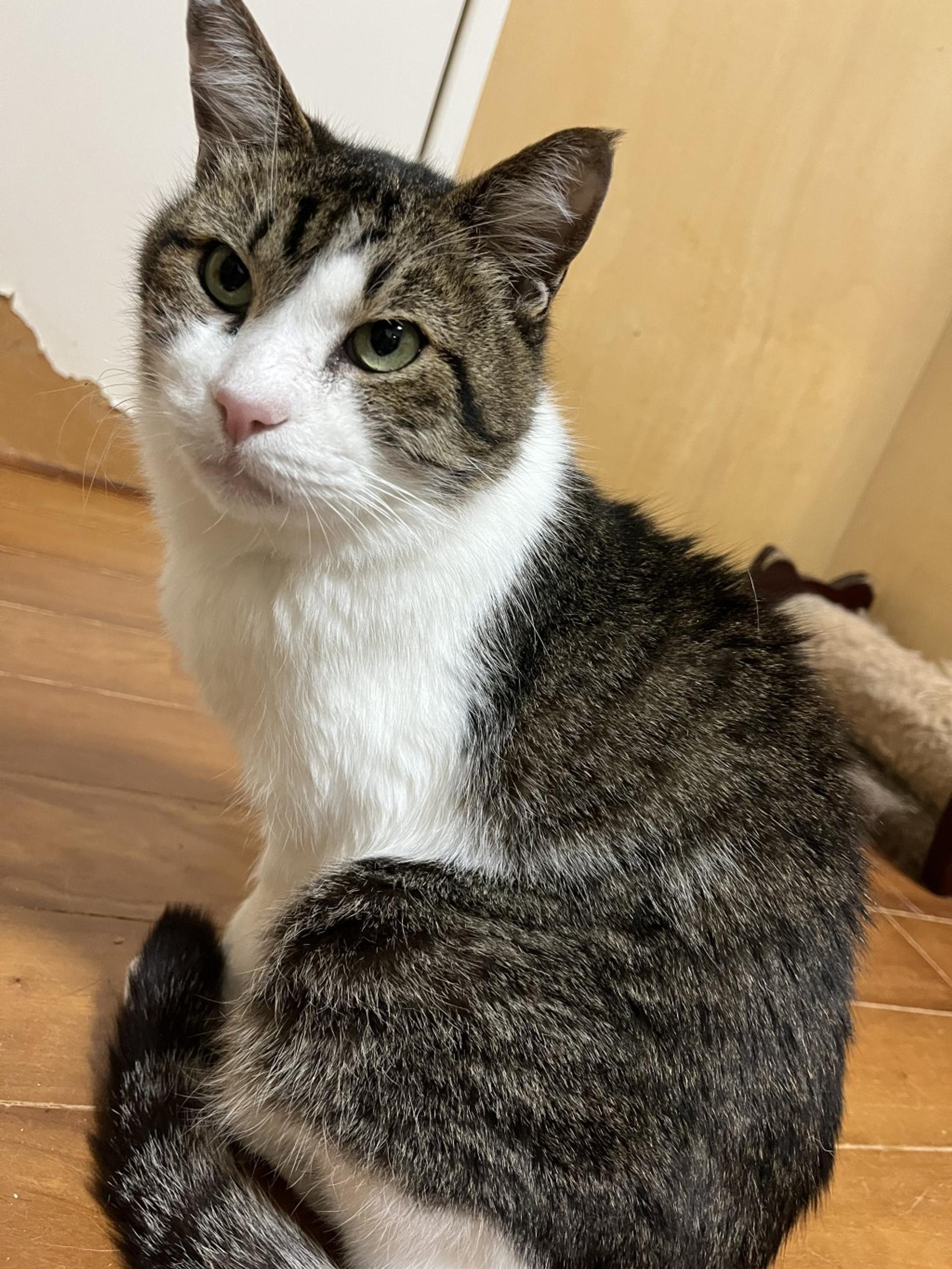 pet-image-6