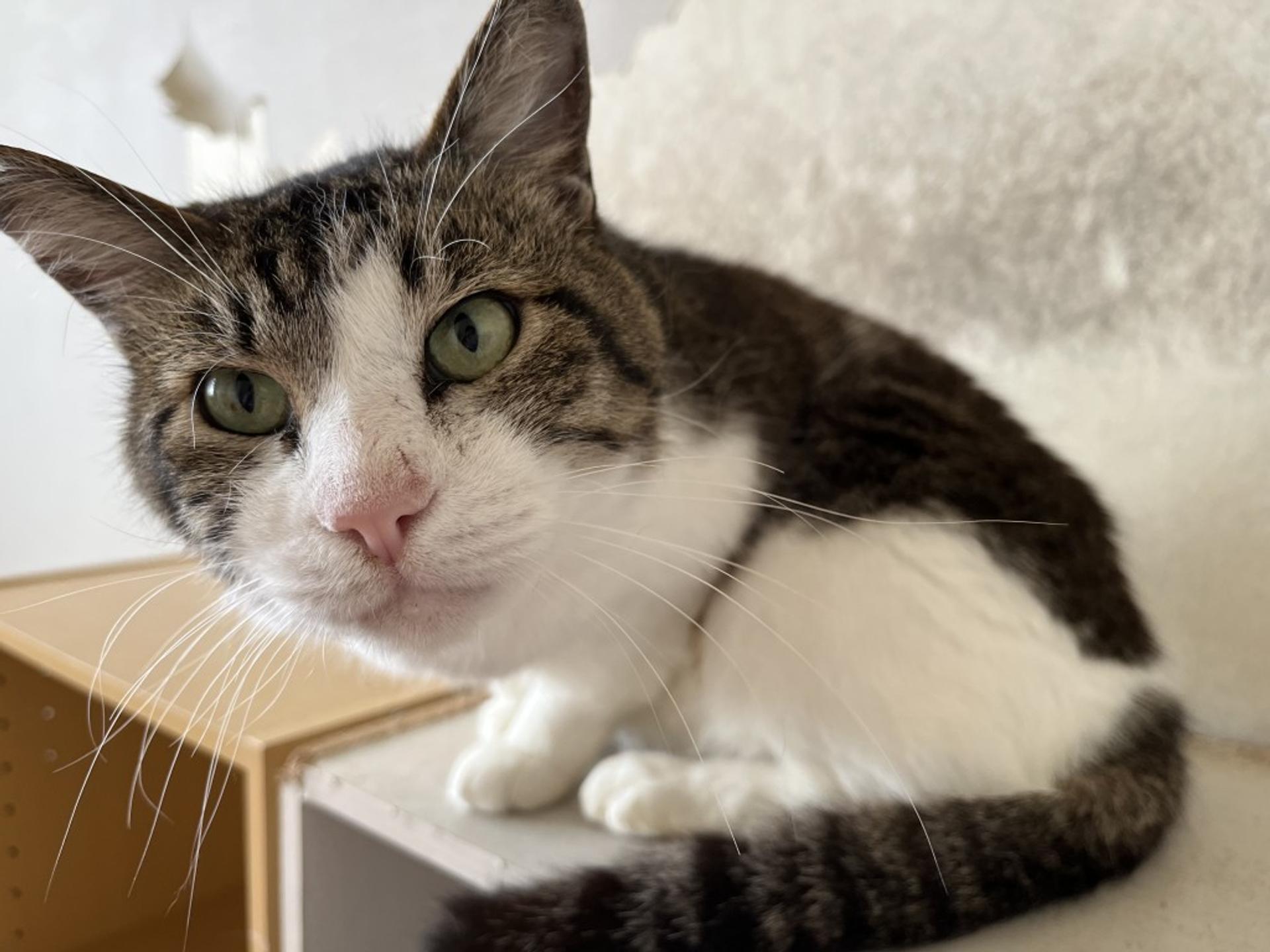 pet-image-2