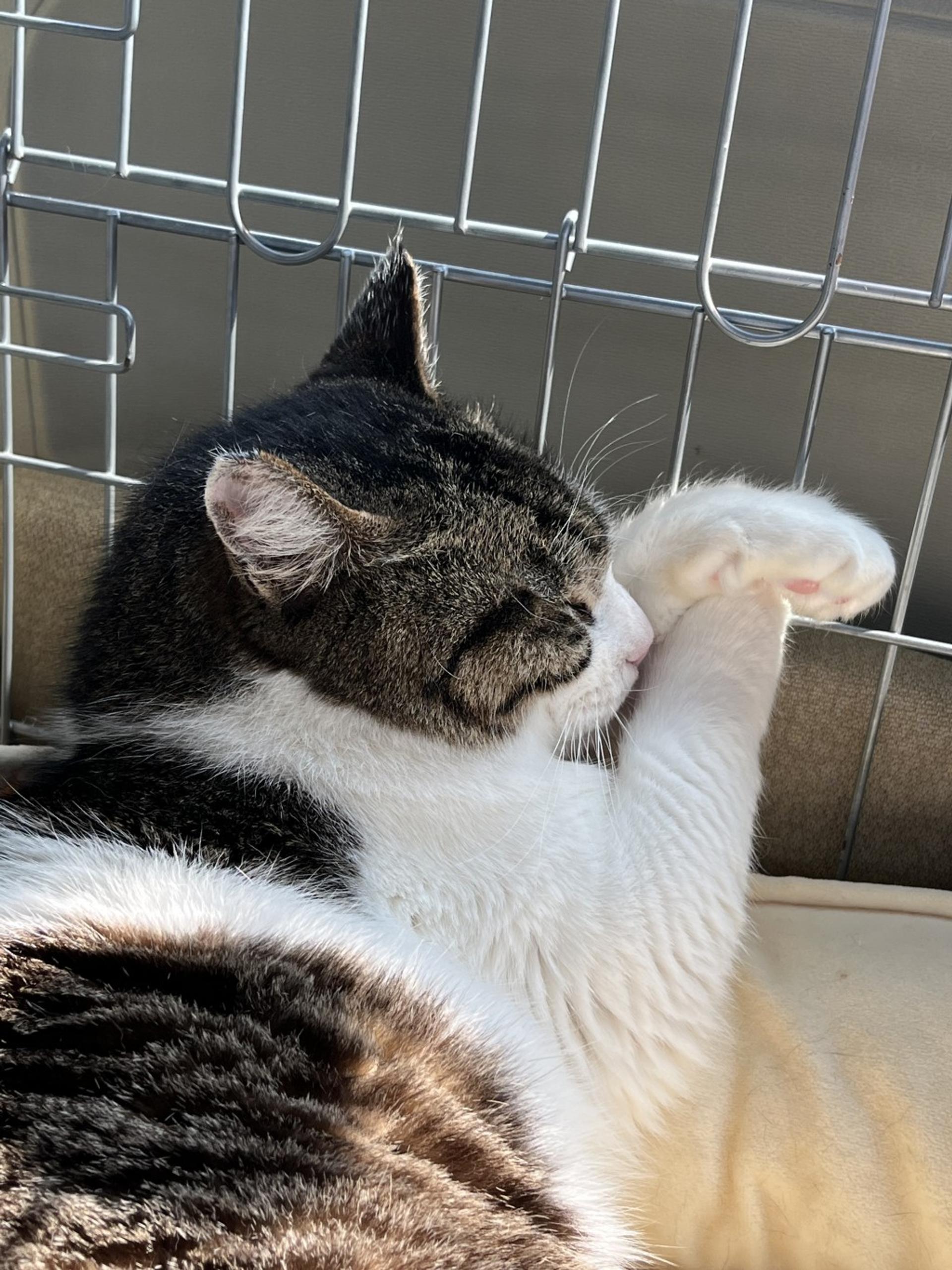 pet-image-5