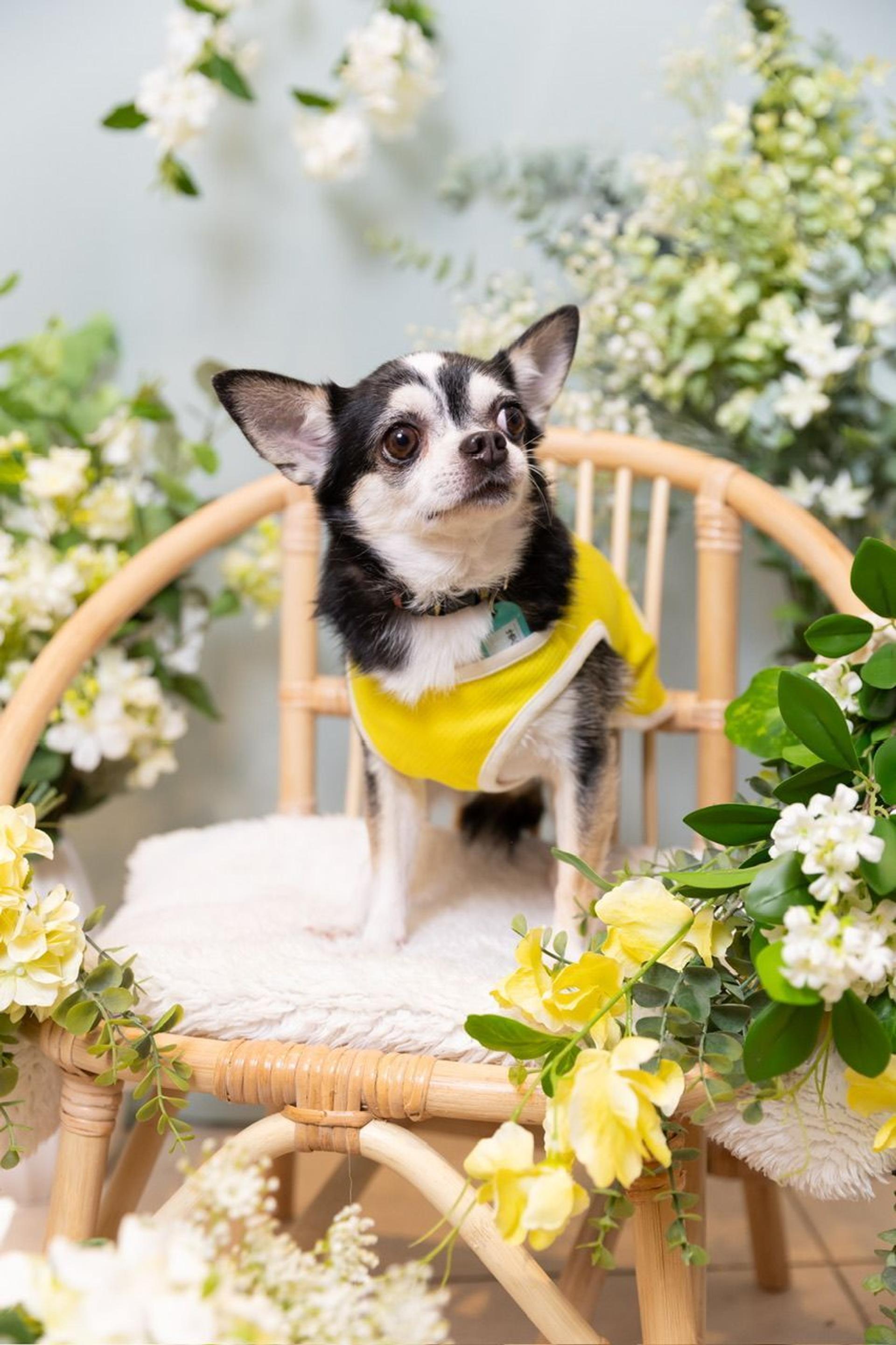 pet-image-2