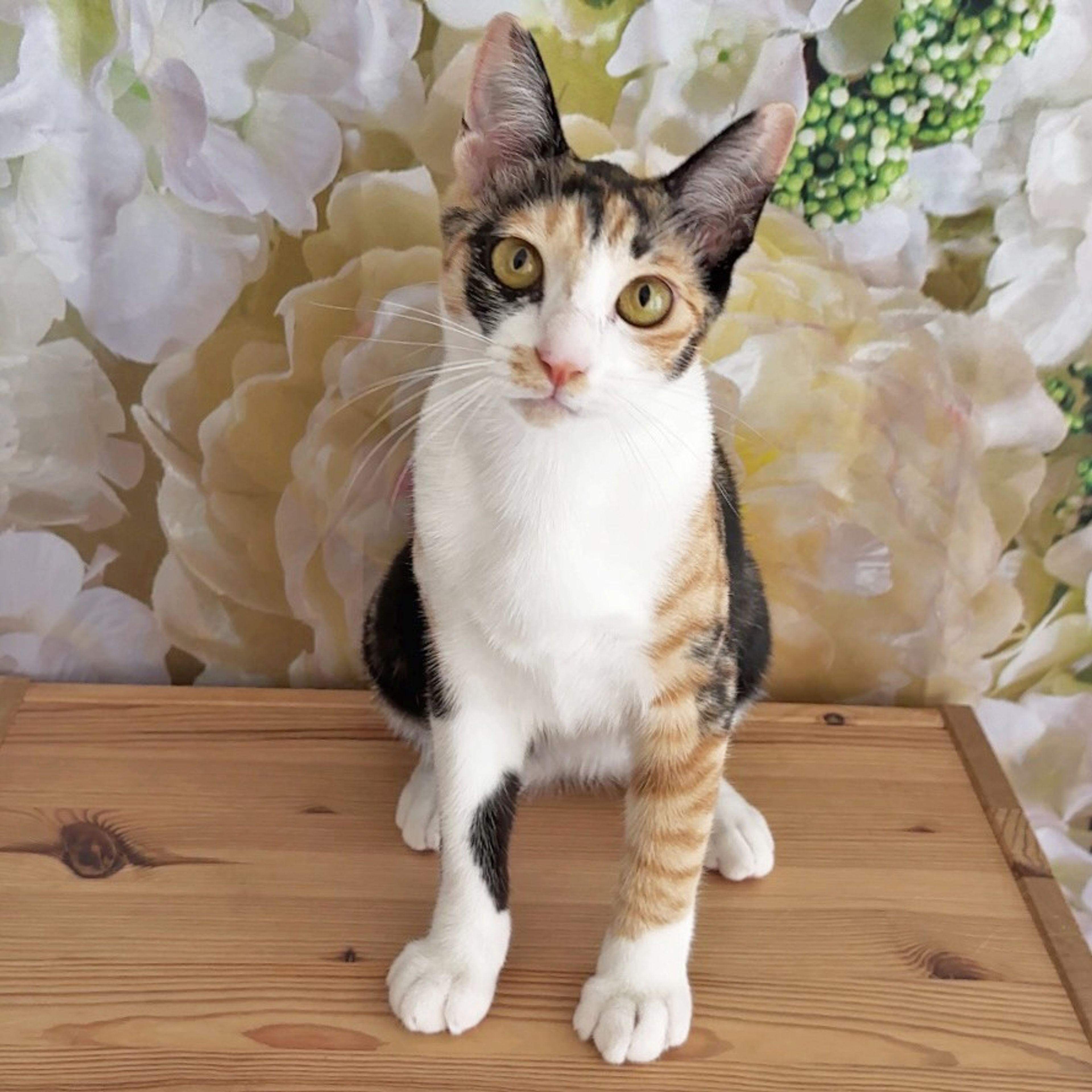 pet-image-3