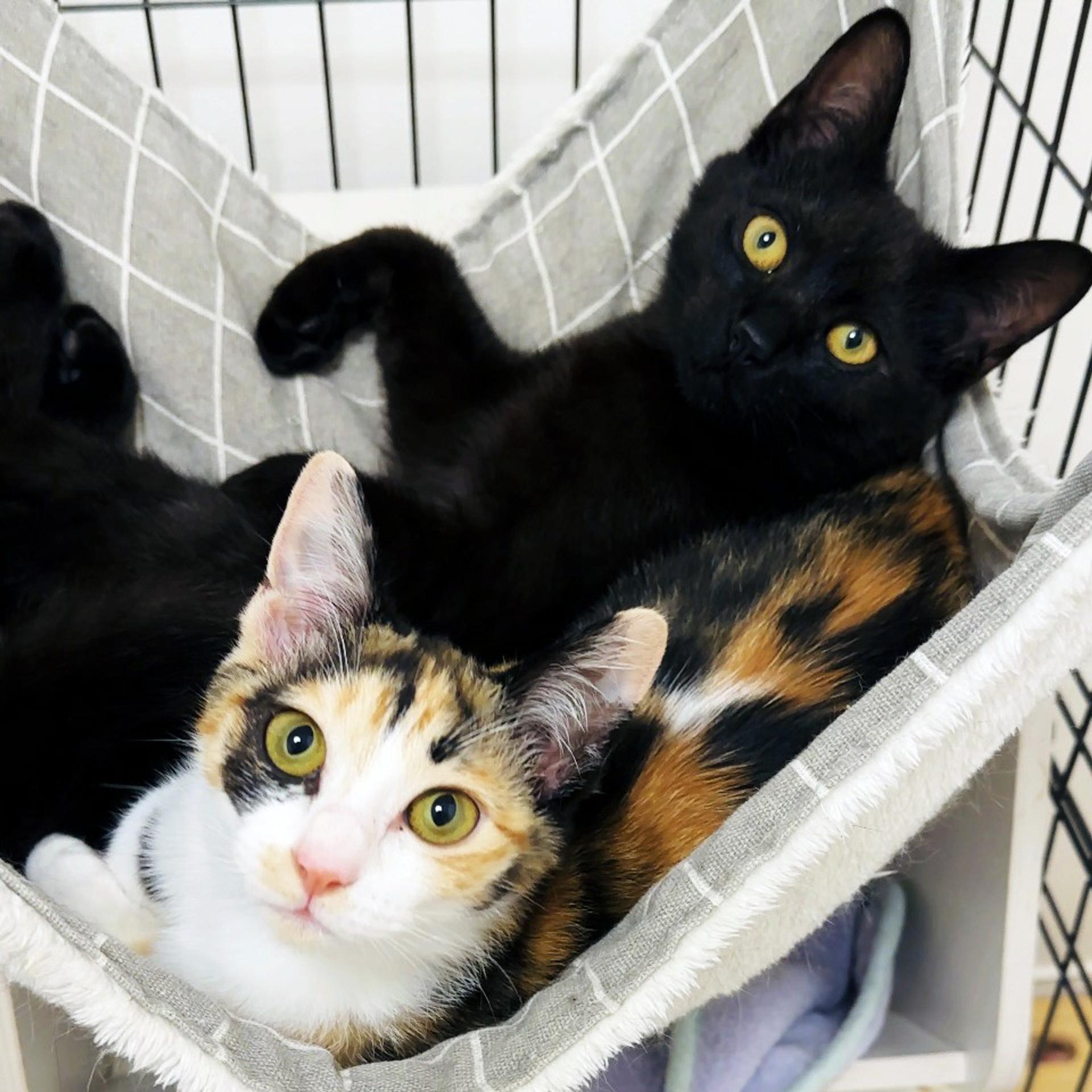 pet-image-4