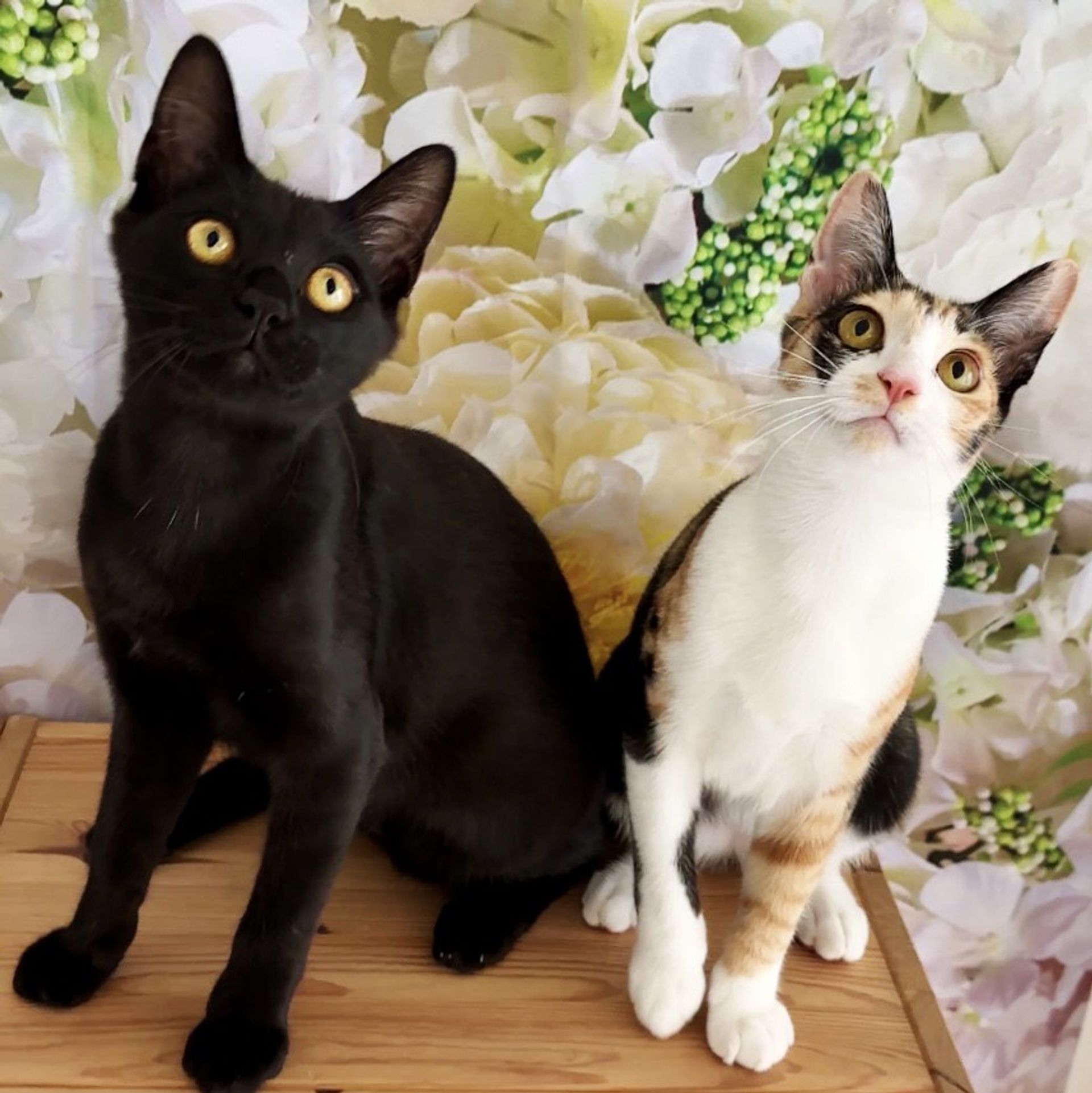 雑種（ミックス猫）・オスの里親募集の写真