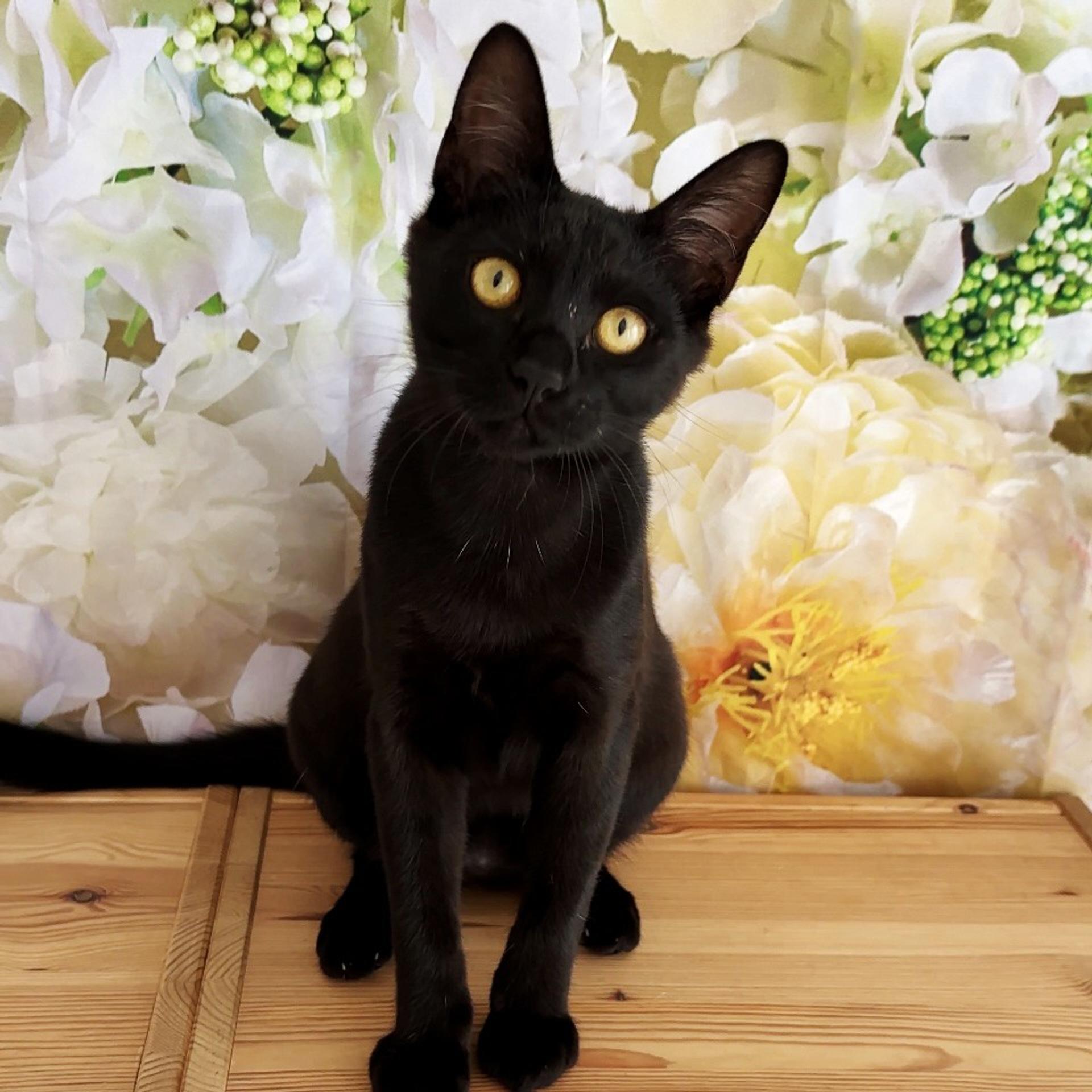 pet-image-2