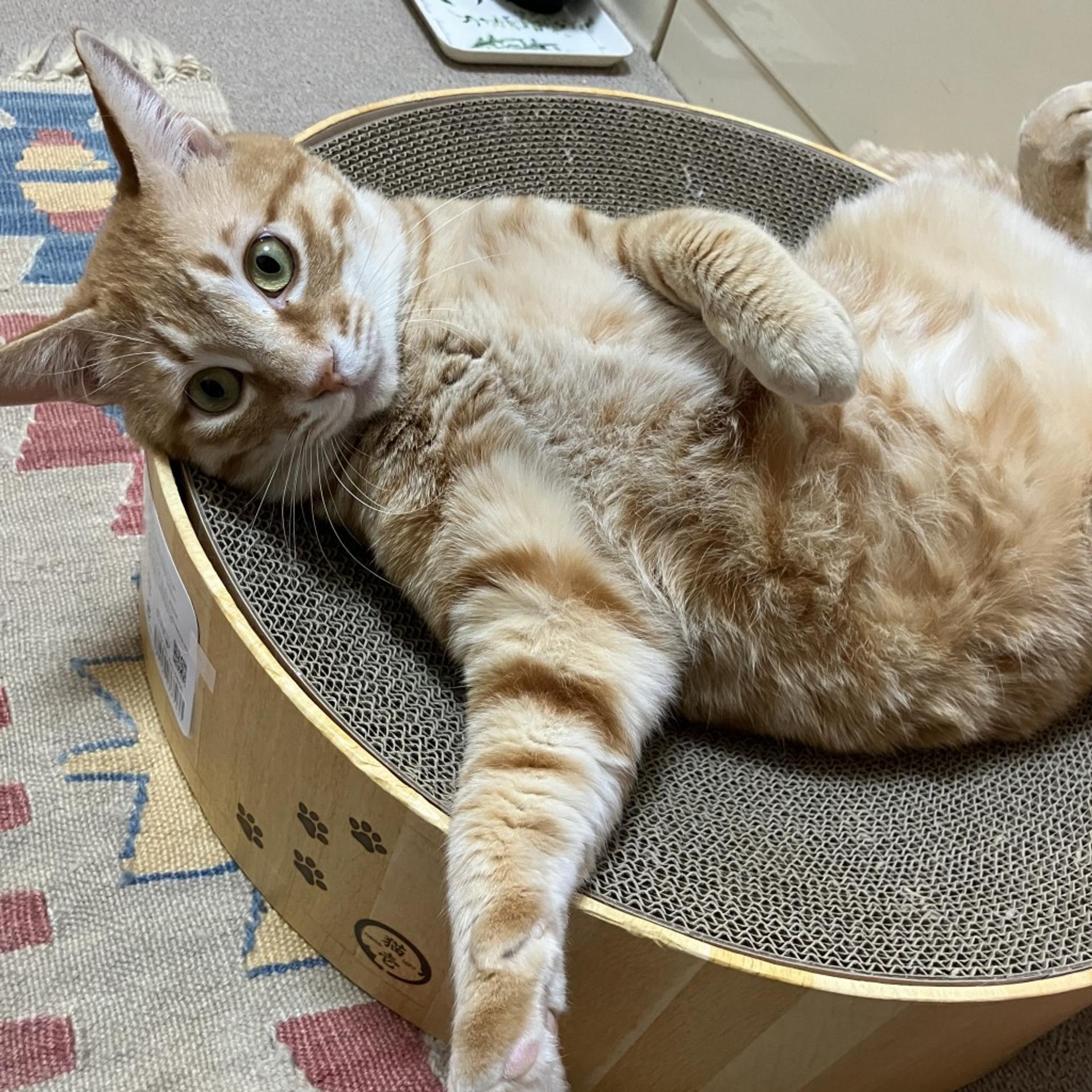 pet-image-4