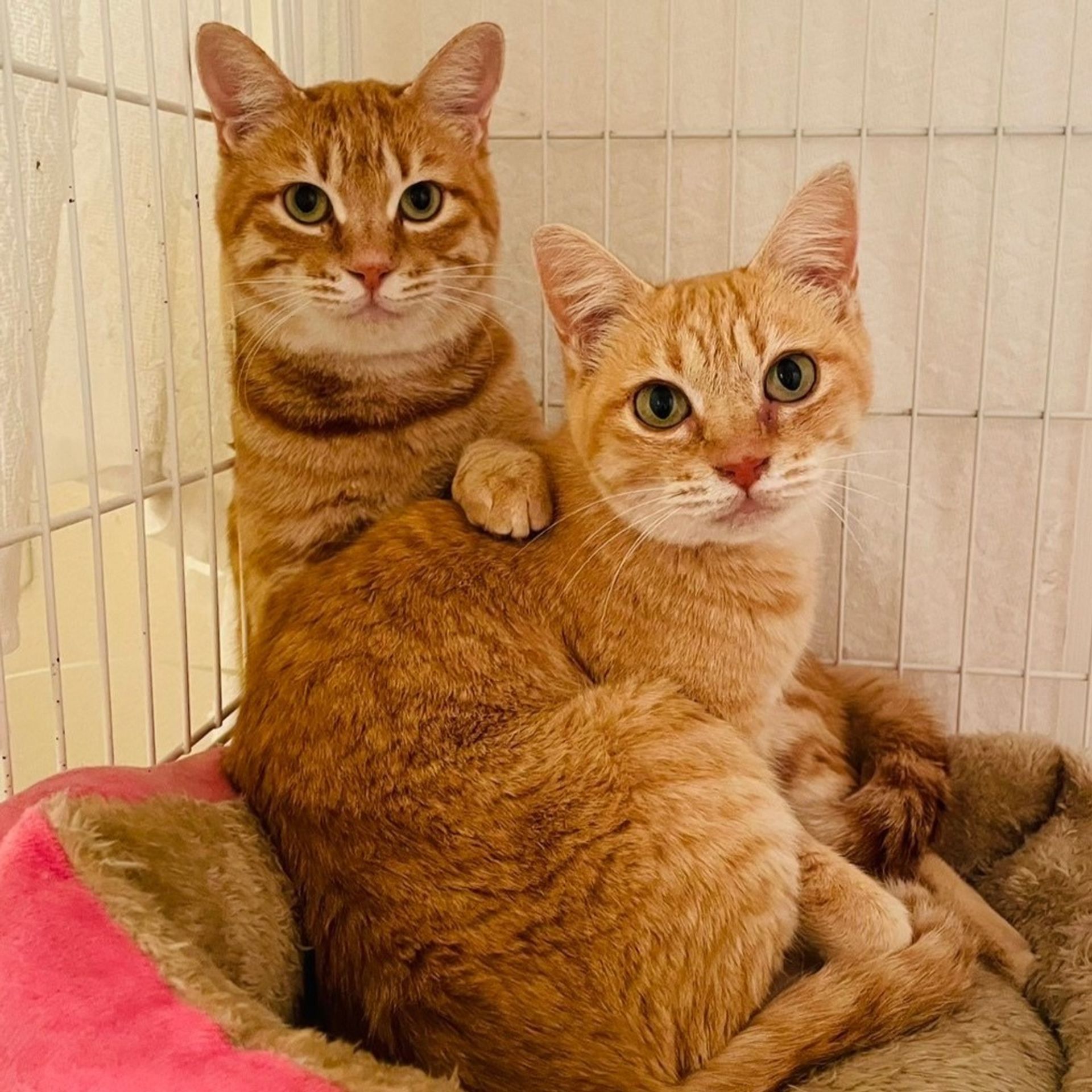 雑種（ミックス猫）・メスの里親募集の写真