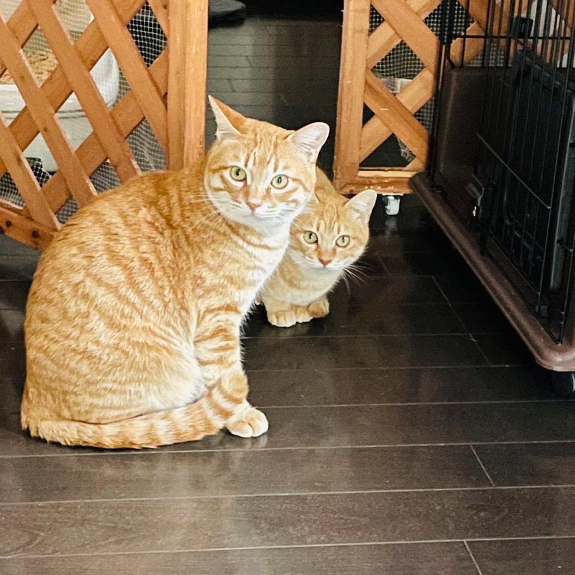 pet-image-8