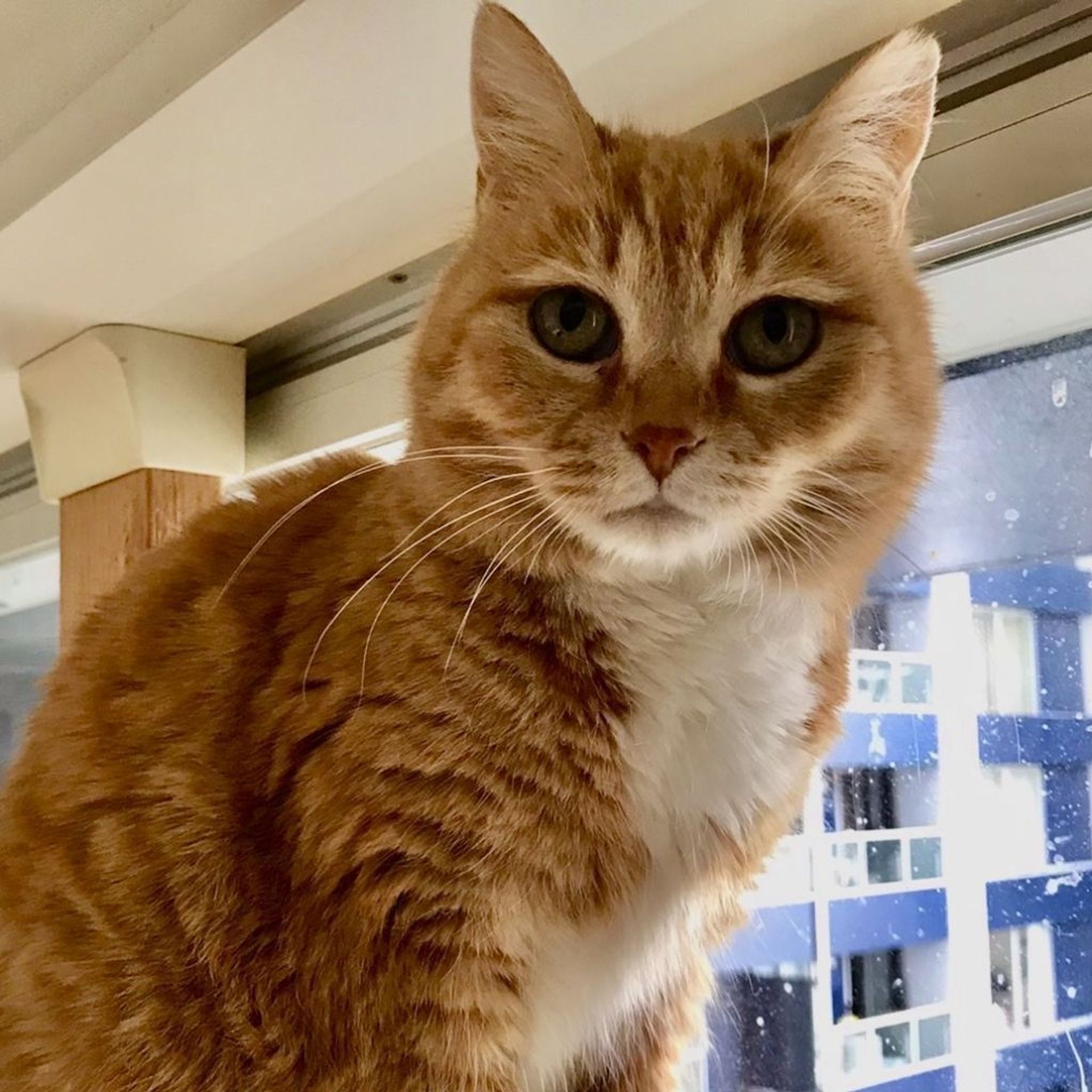 雑種（ミックス猫）・メスの里親募集の写真