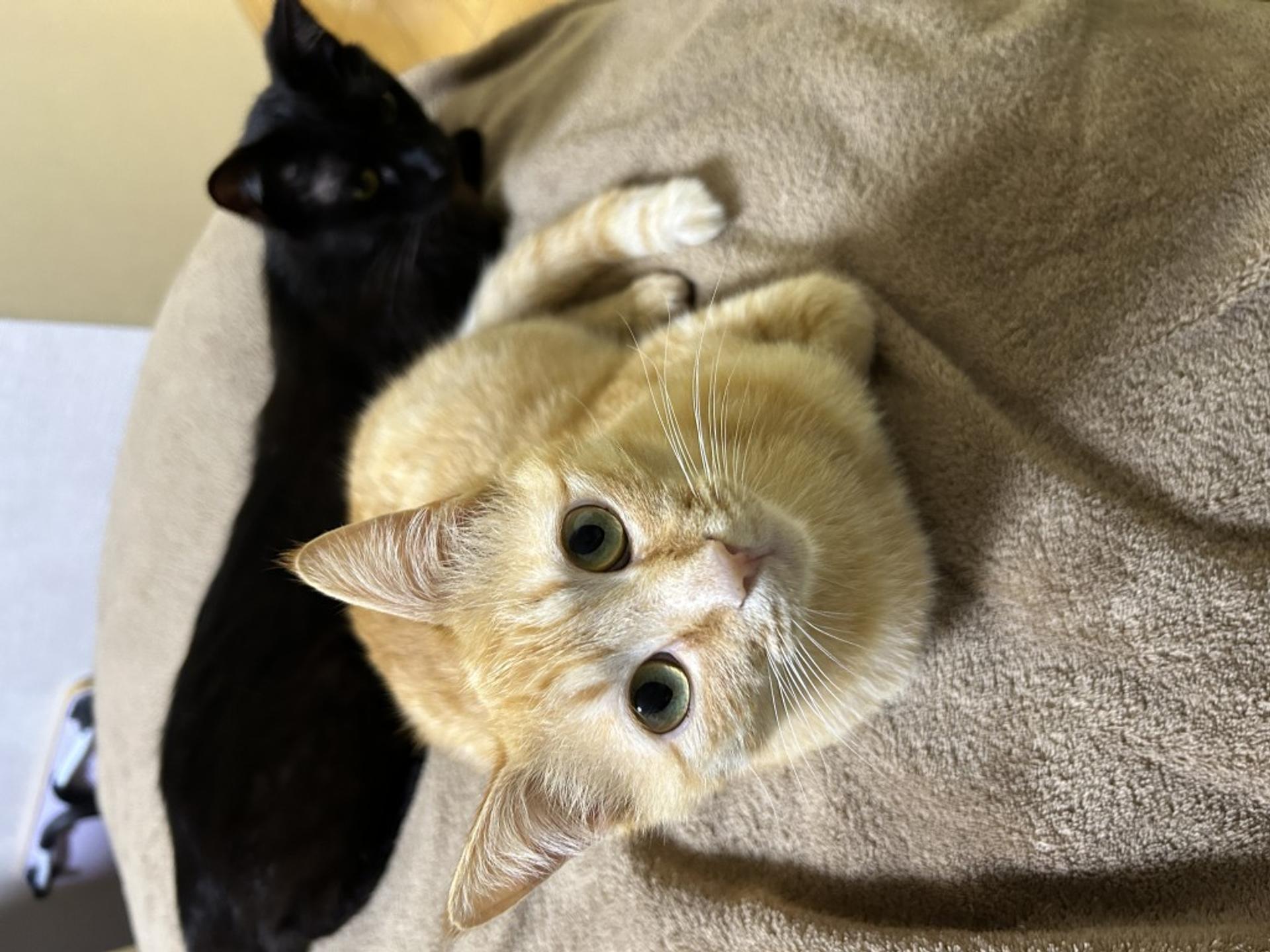 pet-image-4