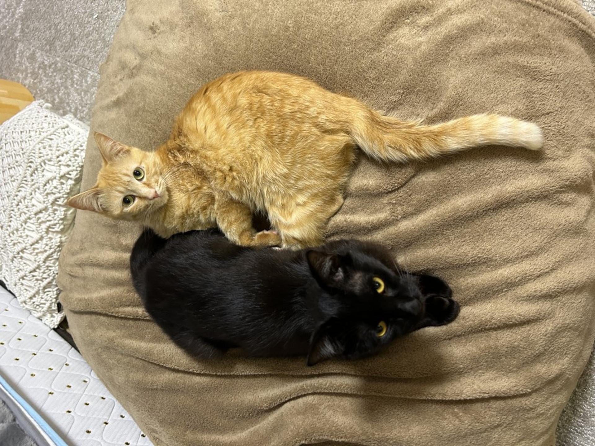 pet-image-3