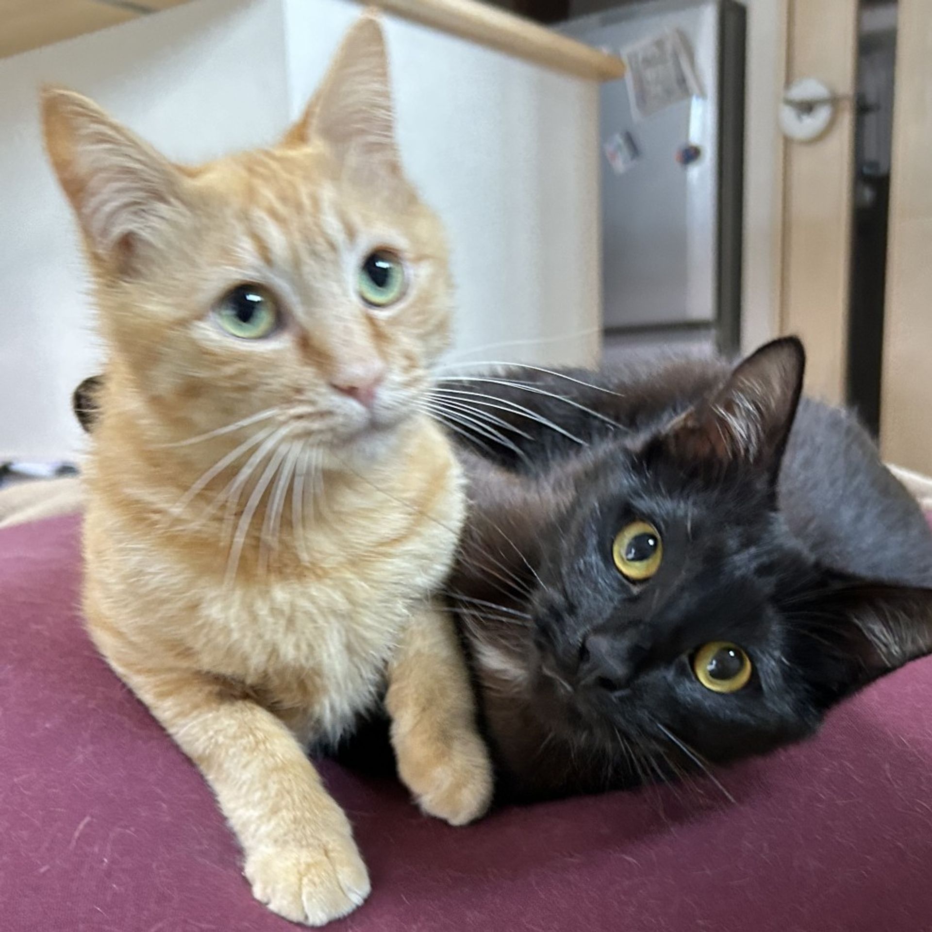 雑種（ミックス猫）・オスの里親募集の写真