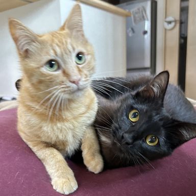 ハクナ&マタタの写真