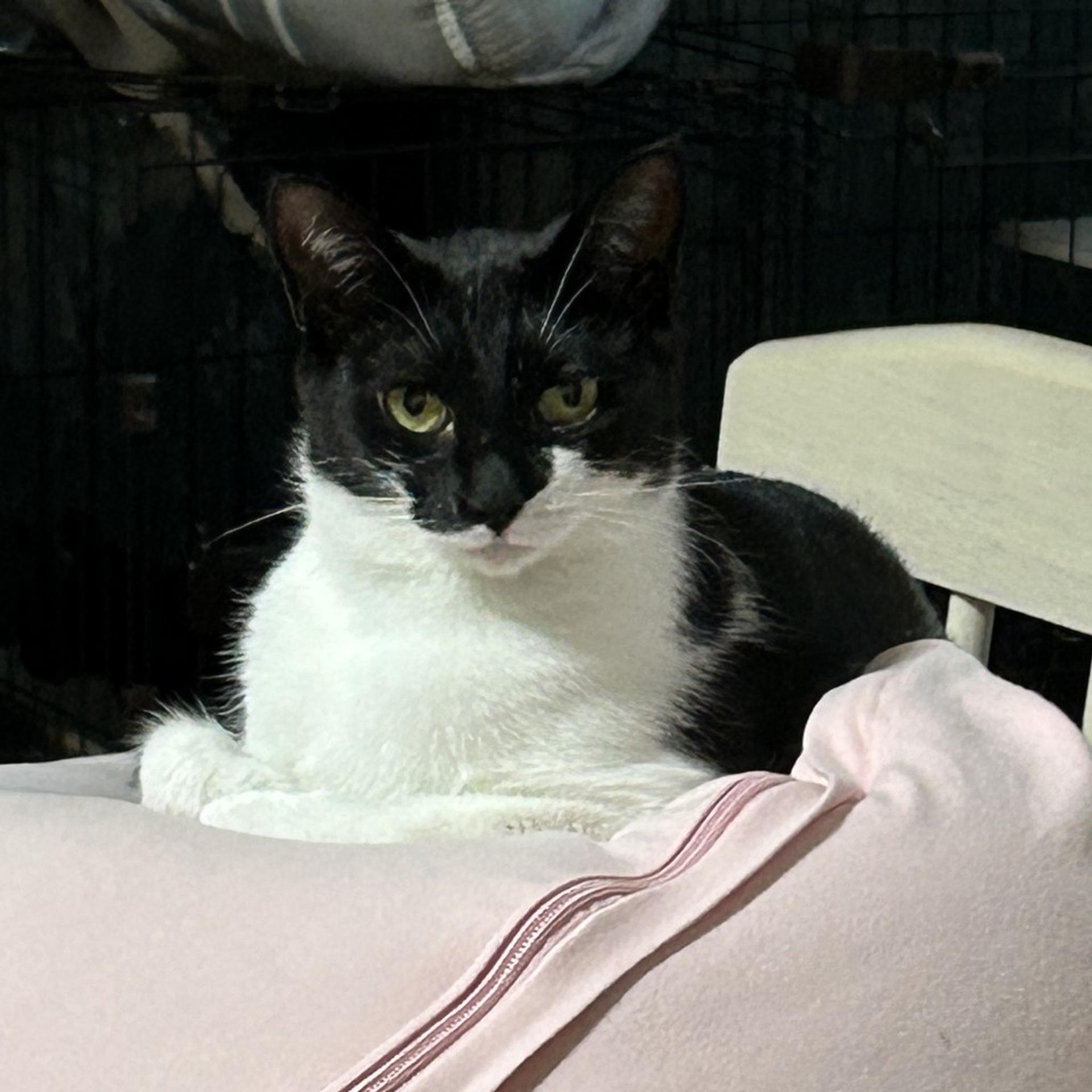 pet-image-7
