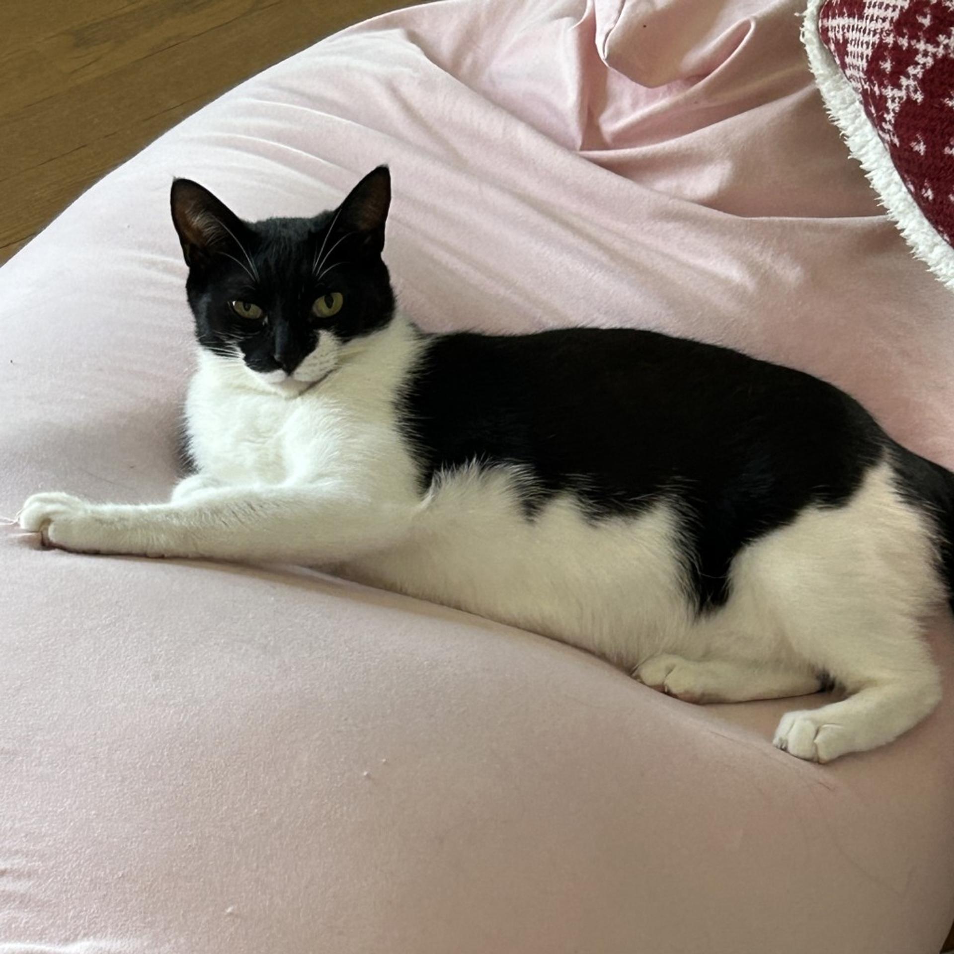 pet-image-9