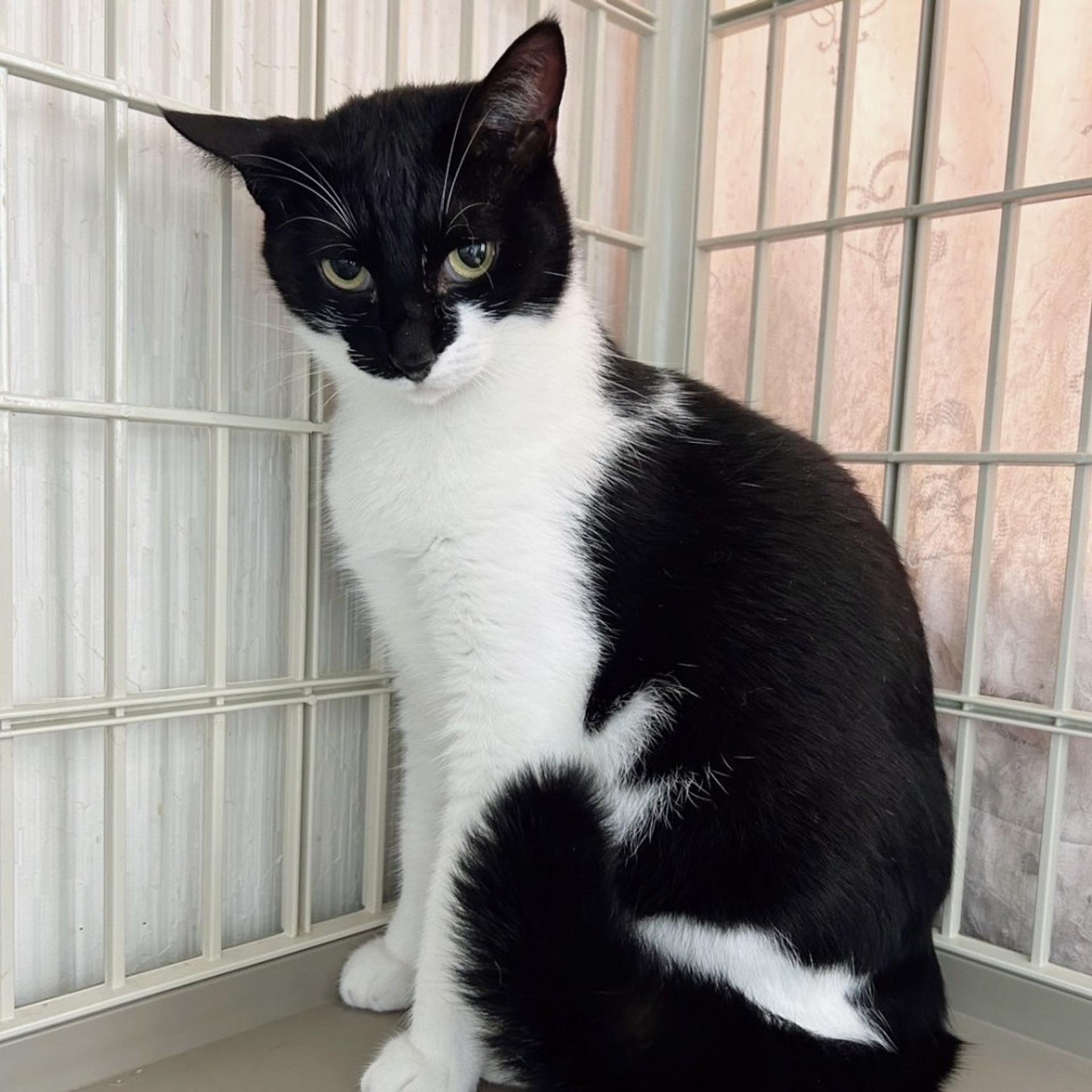 pet-image-2