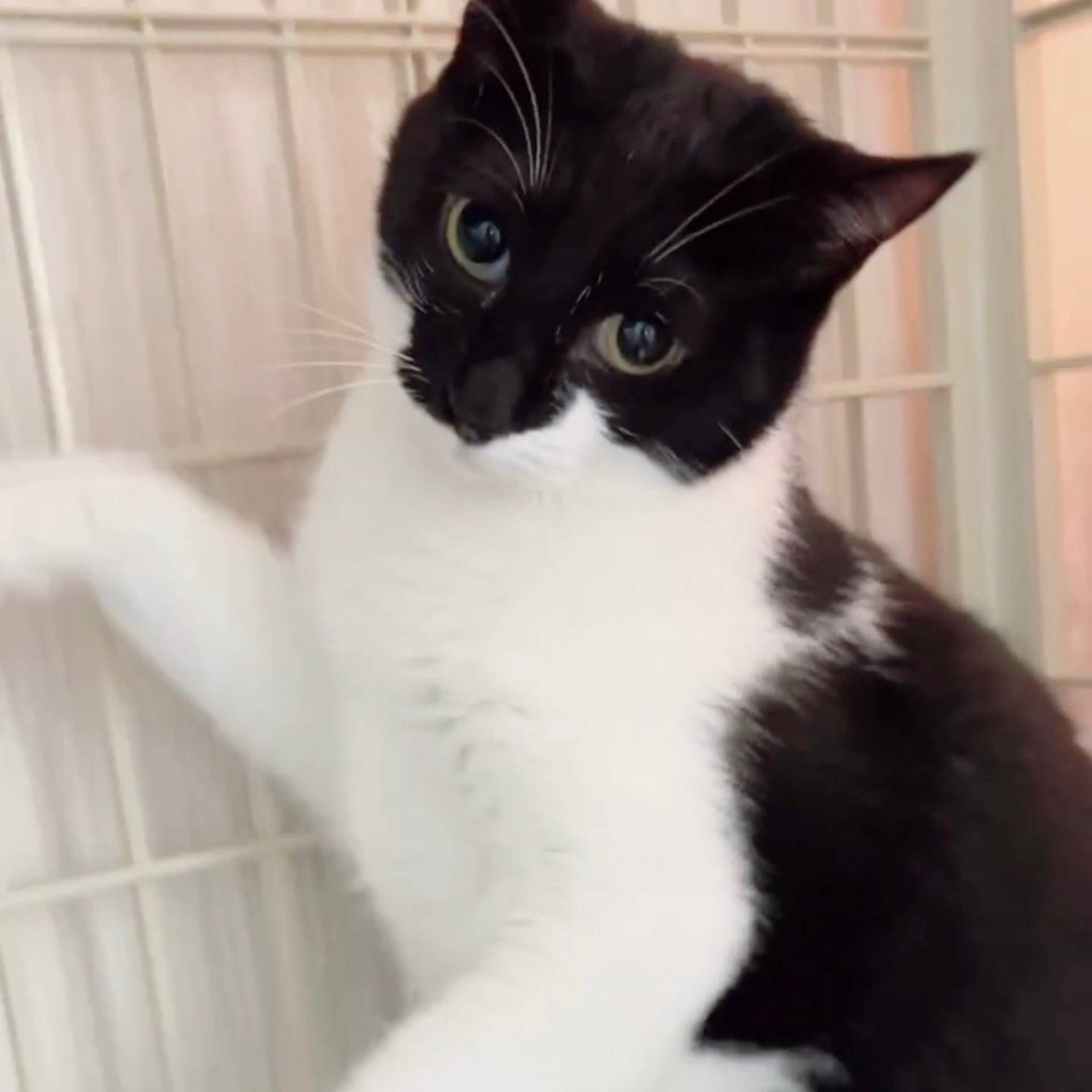 雑種（ミックス猫）・メスの里親募集の写真