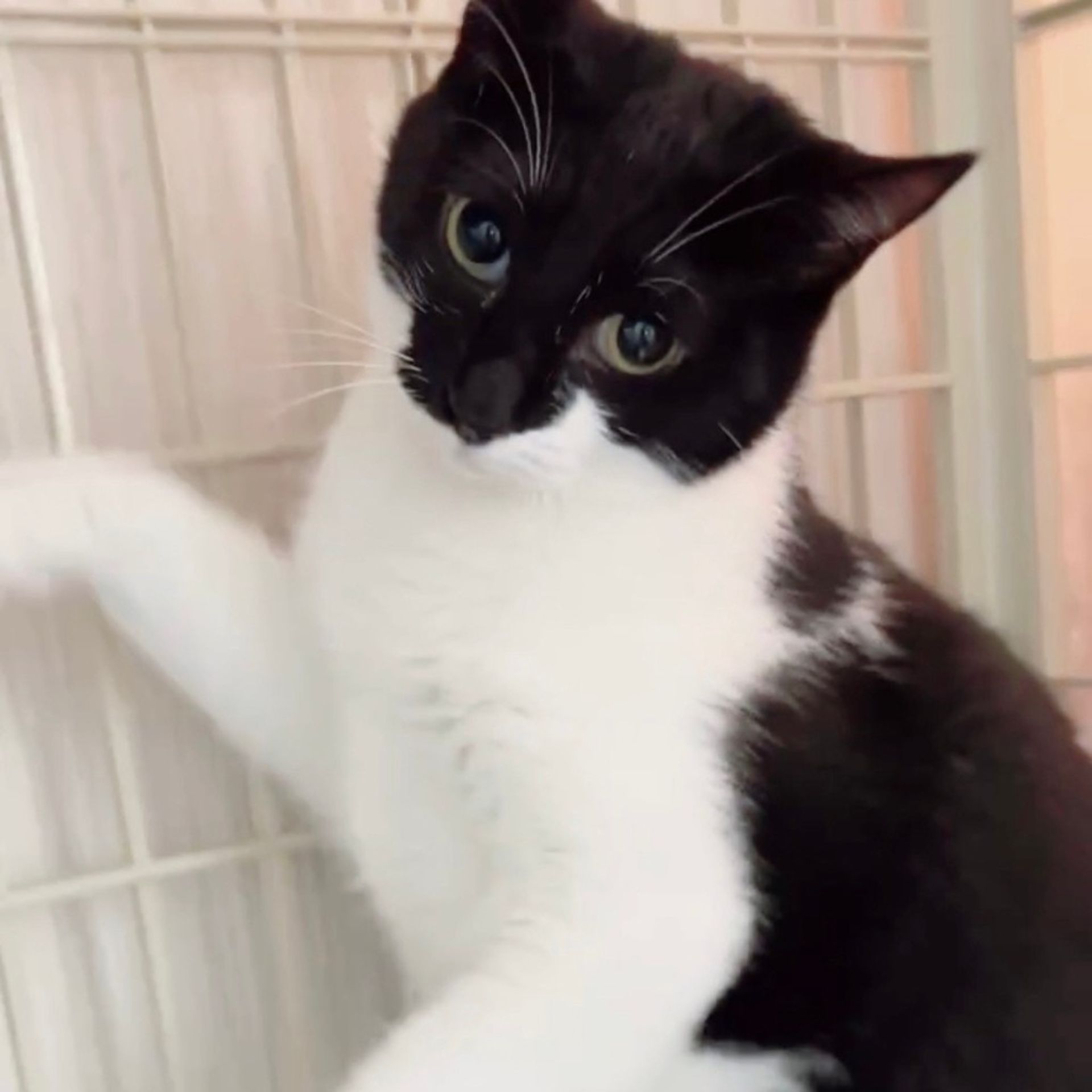 雑種（ミックス猫）・メスの里親募集の写真