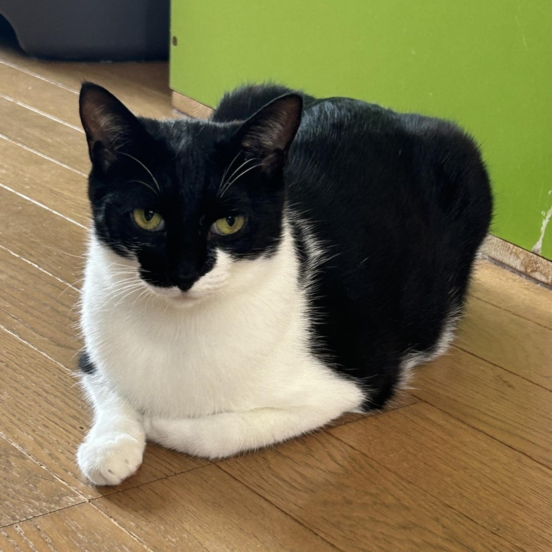 pet-image-8
